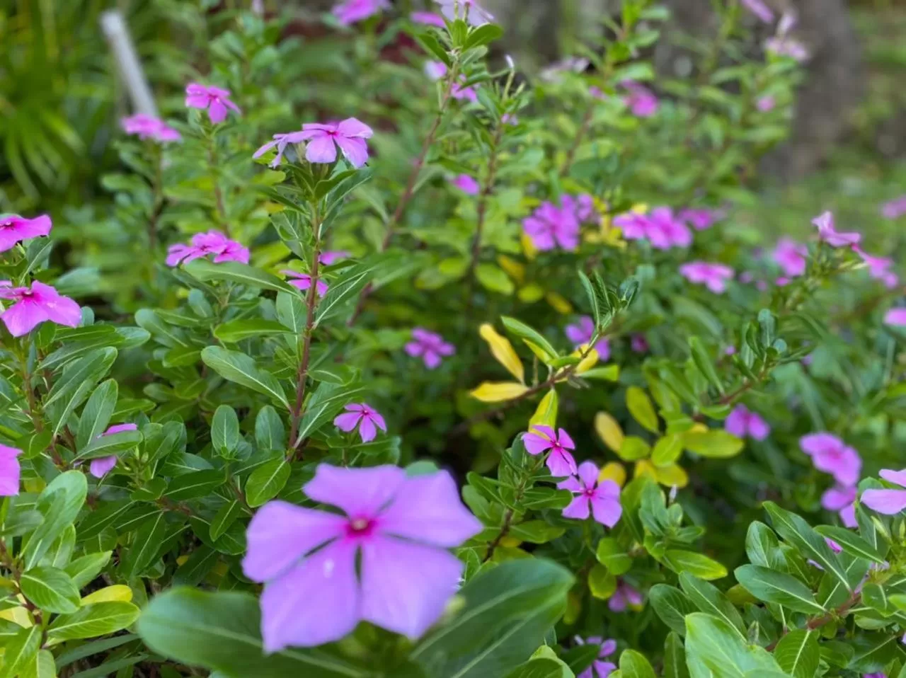 Villa Cajou (Chambre d'hôtes chez l'habitant)