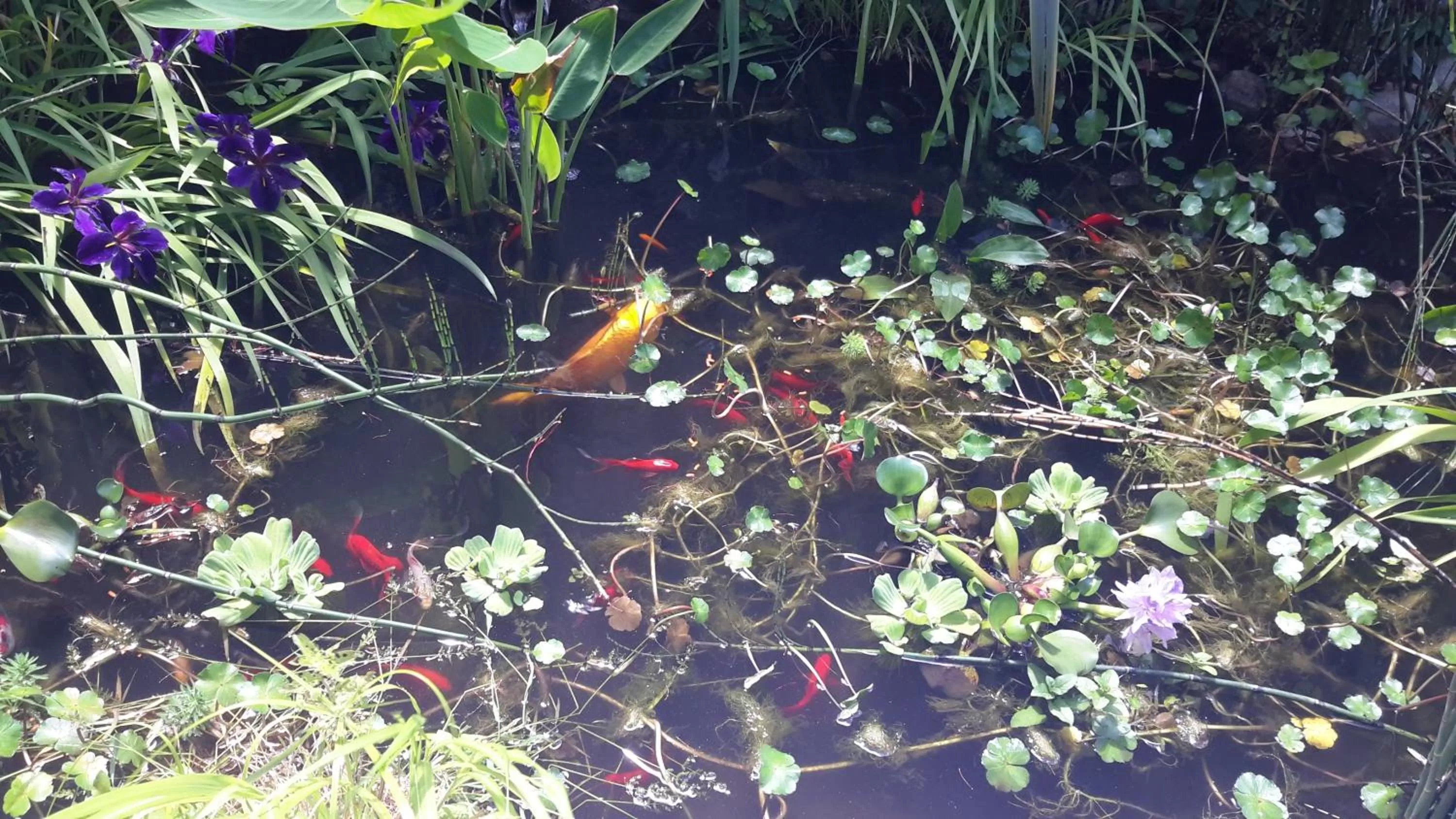 Garden in Domaine De La Tannerie chambres d'hôtes et appartements