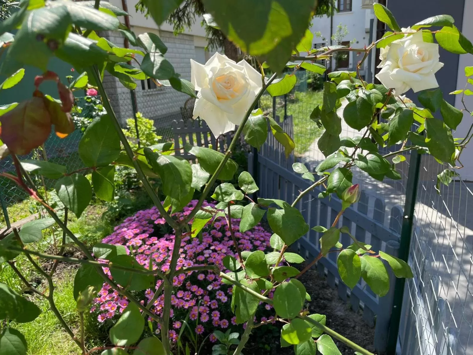 Garden in San Biagio