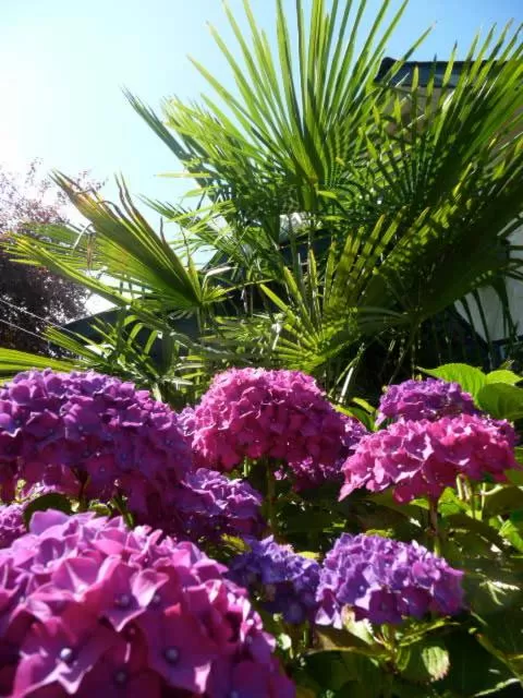 Garden in Magnolia Petal