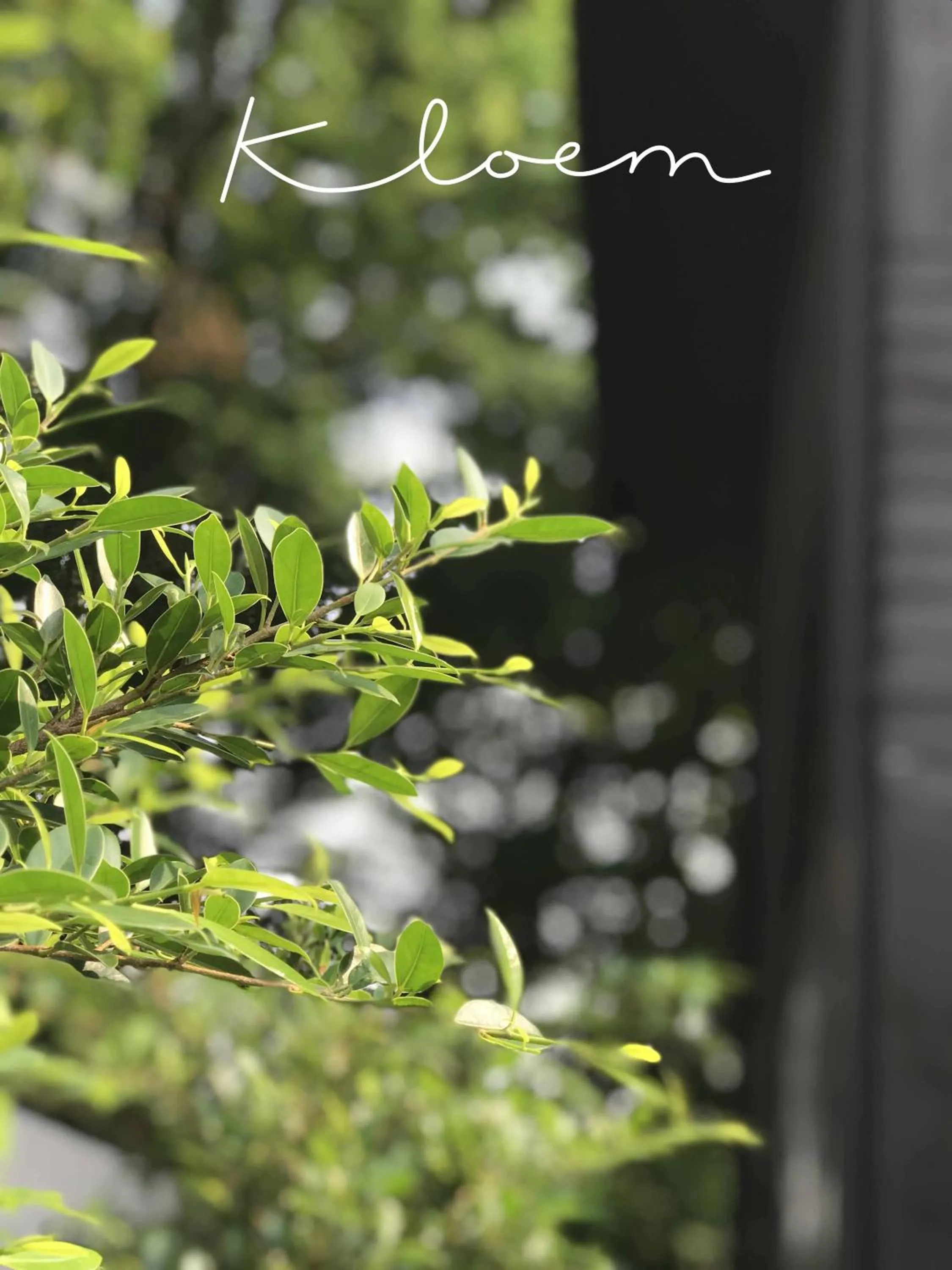 Garden in Kloem Hostel