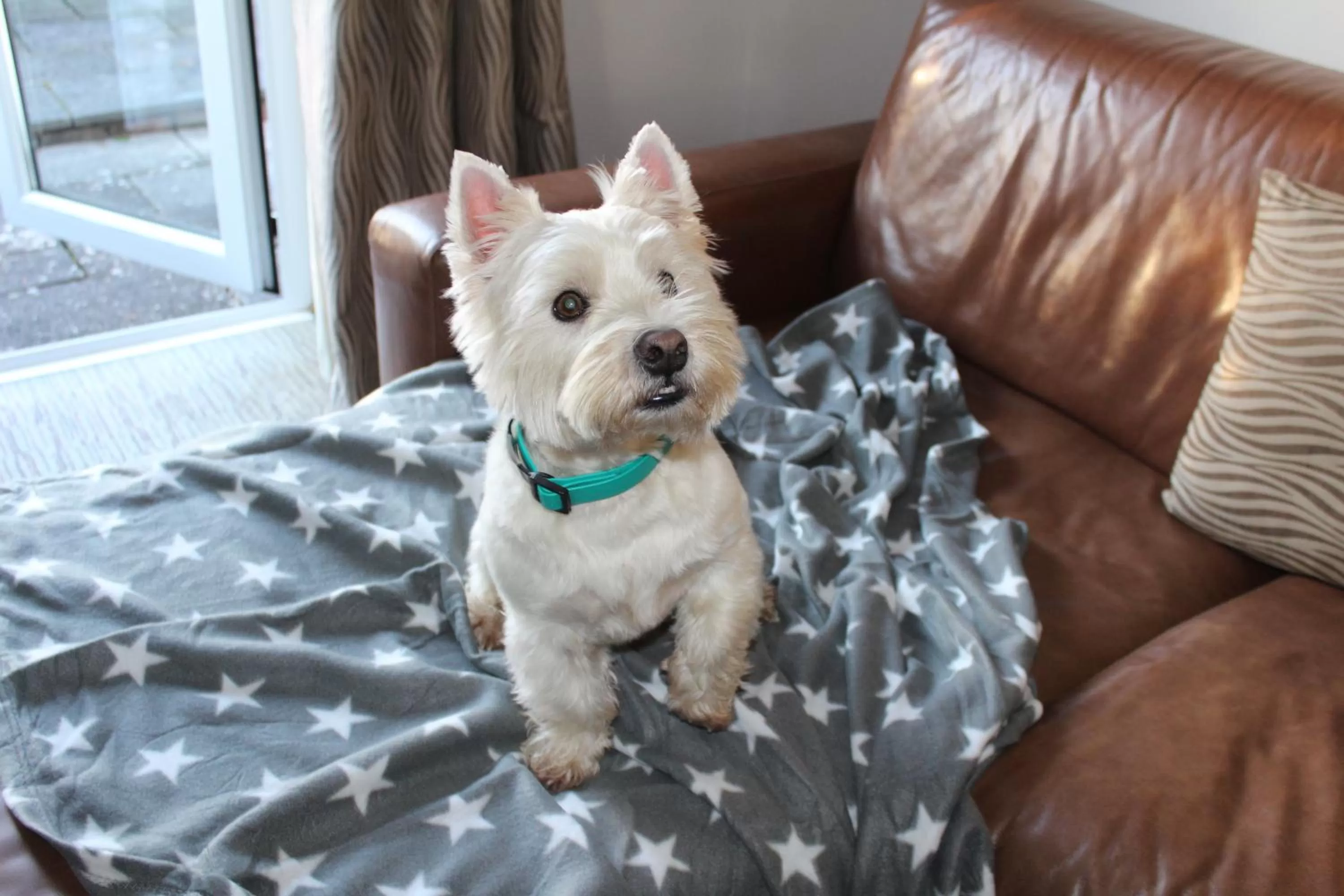 Pets in China Fleet Country Club