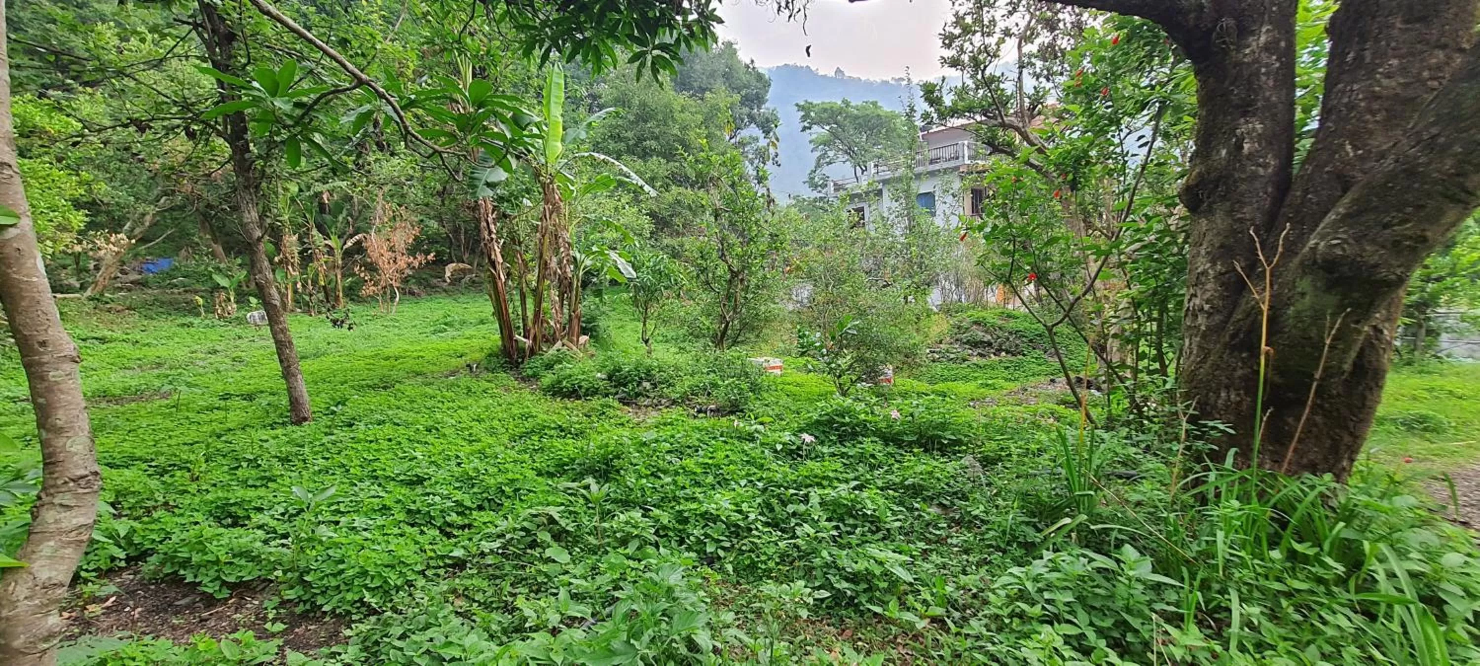 Natural landscape in Karthik Resorts, Jeolikote Nainital