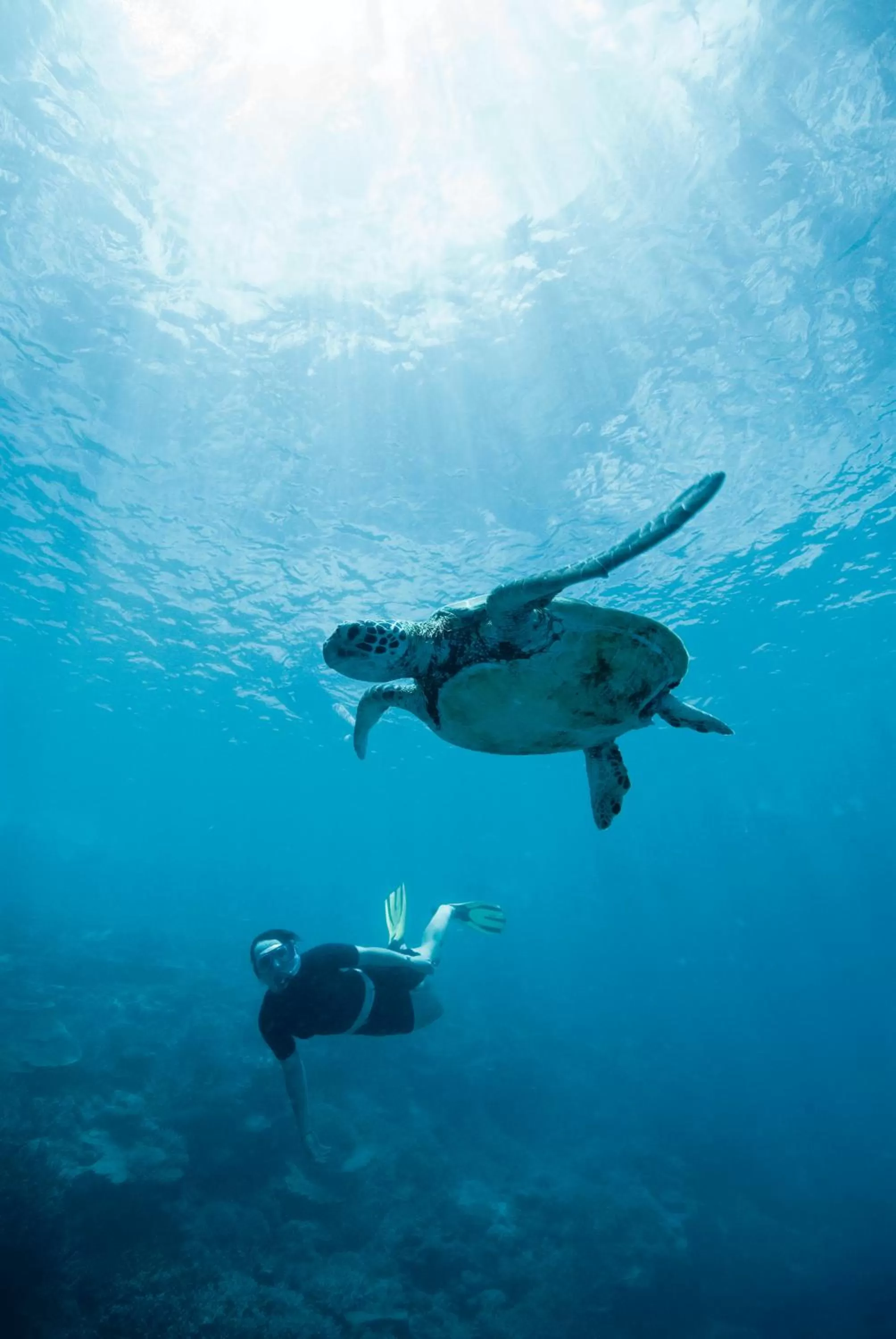 Snorkeling in Bargara Blue Resort