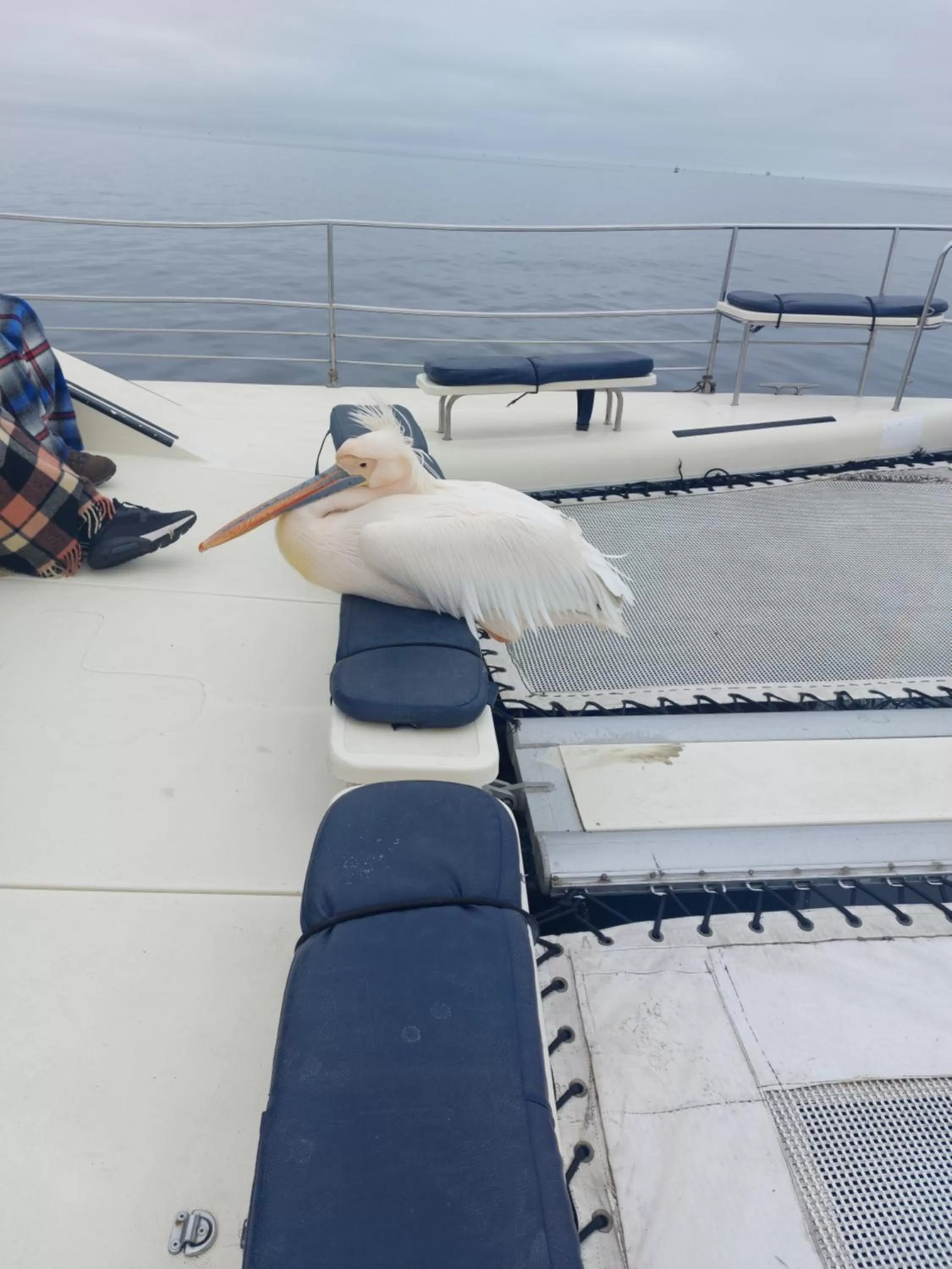 Sea view in Sunflower Self-Catering