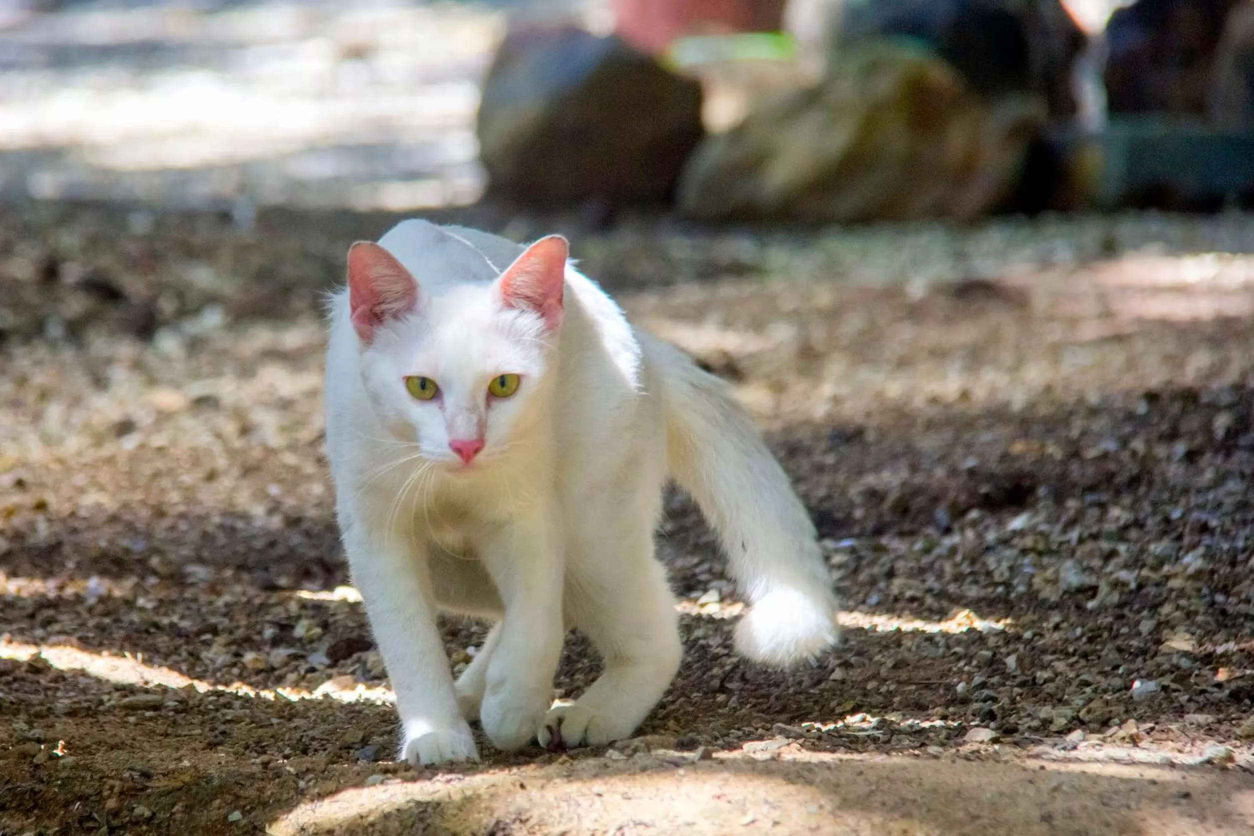 Animals in Khao Sok Palmview Resort