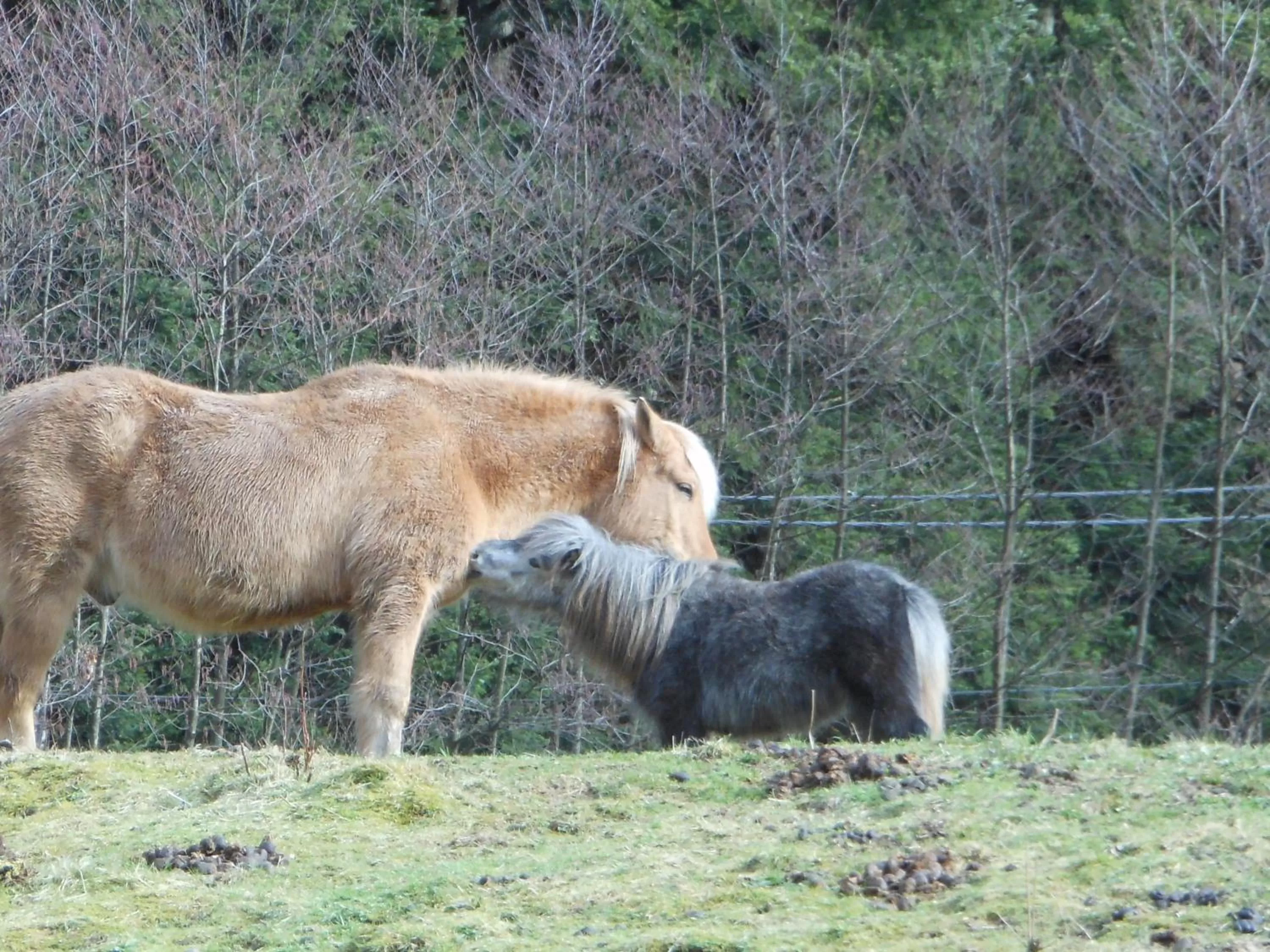 Animals, Other Animals in L'Atelier de Gisèle