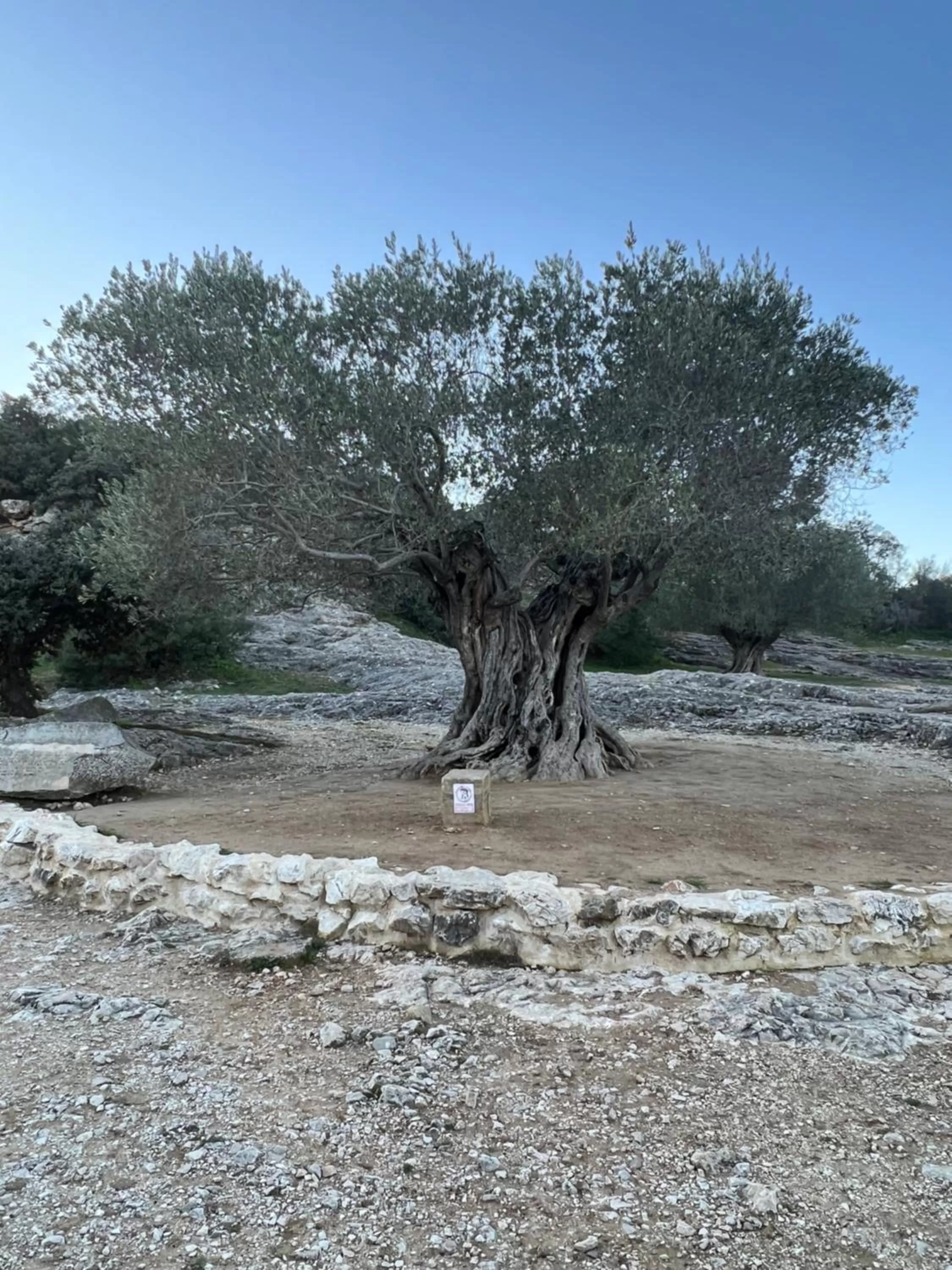 Natural landscape in Mas Allard