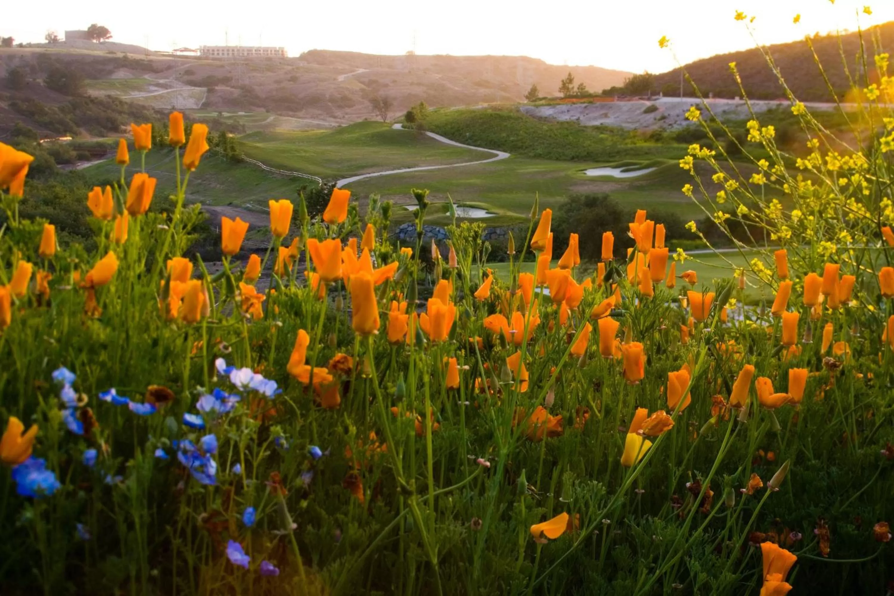 Golfcourse in The Westin Carlsbad Resort & Spa