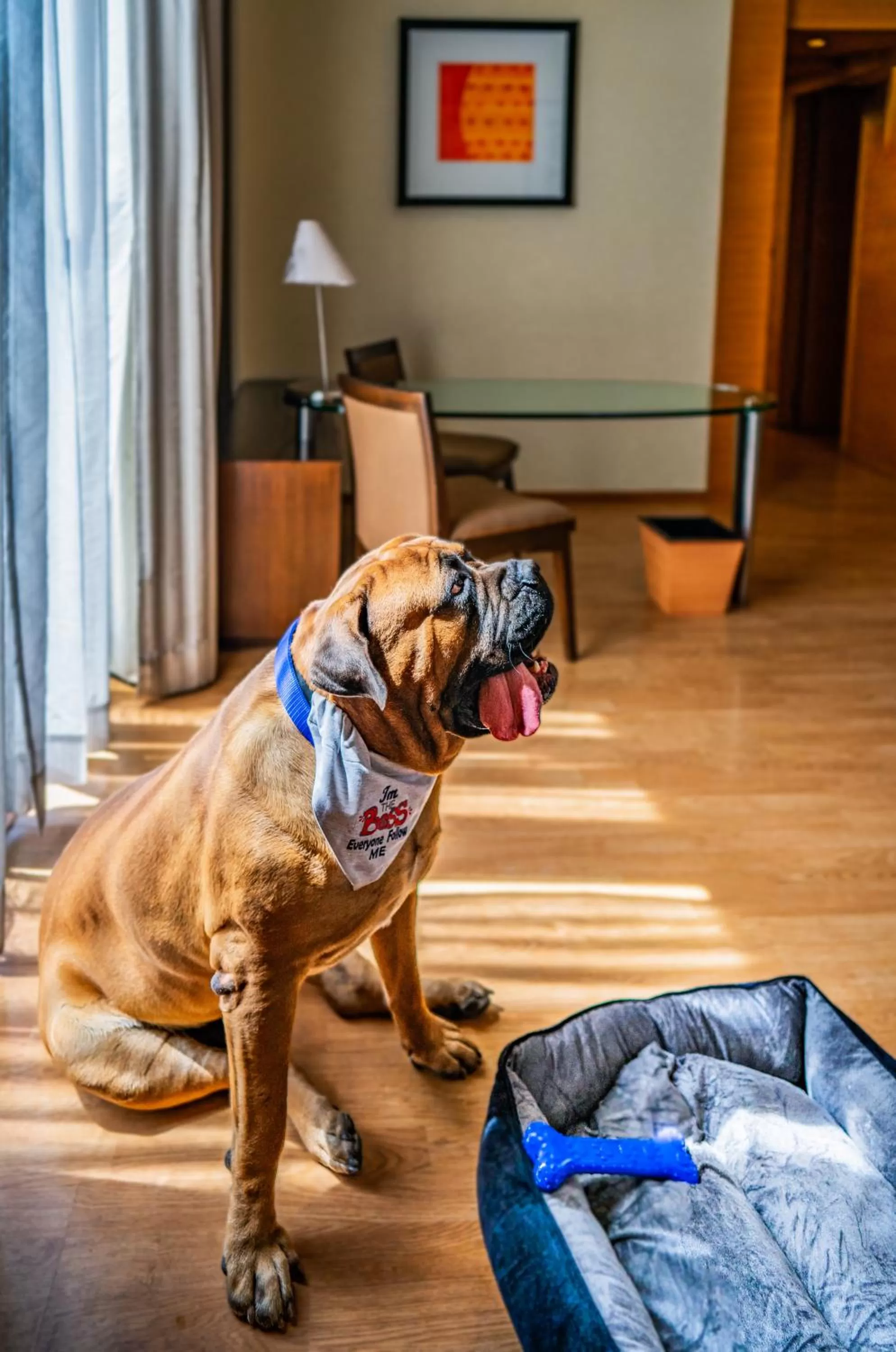 Pets in Hyatt Hyderabad Gachibowli