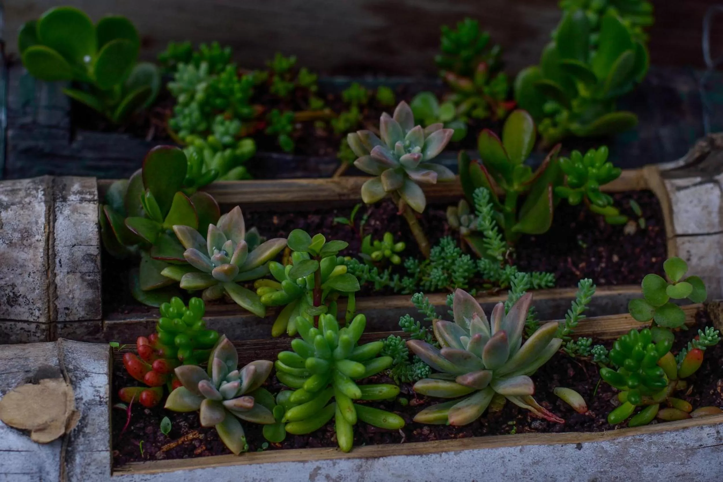 Garden in Hotel Toliman