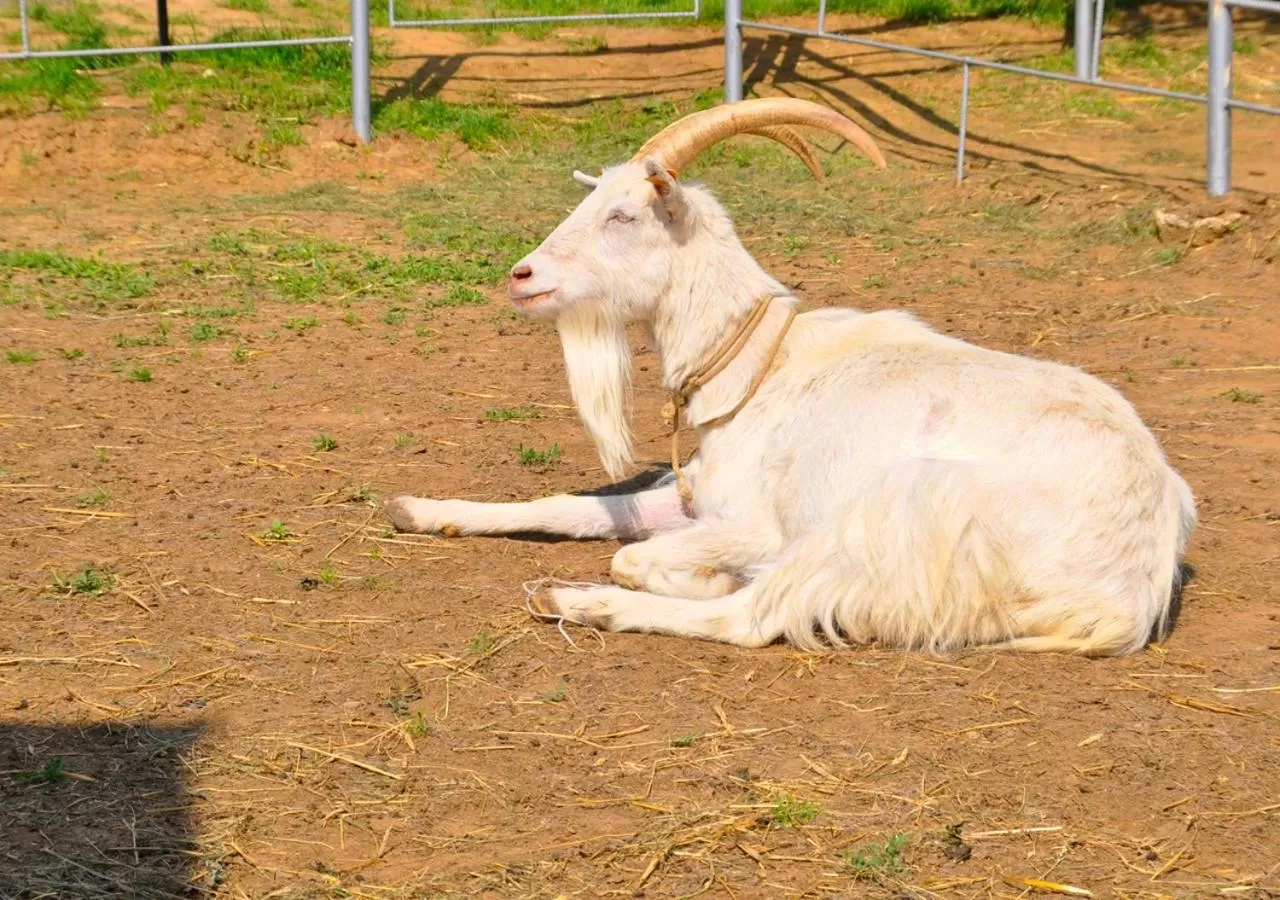 Animals, Pets in Ziołowa Dolina