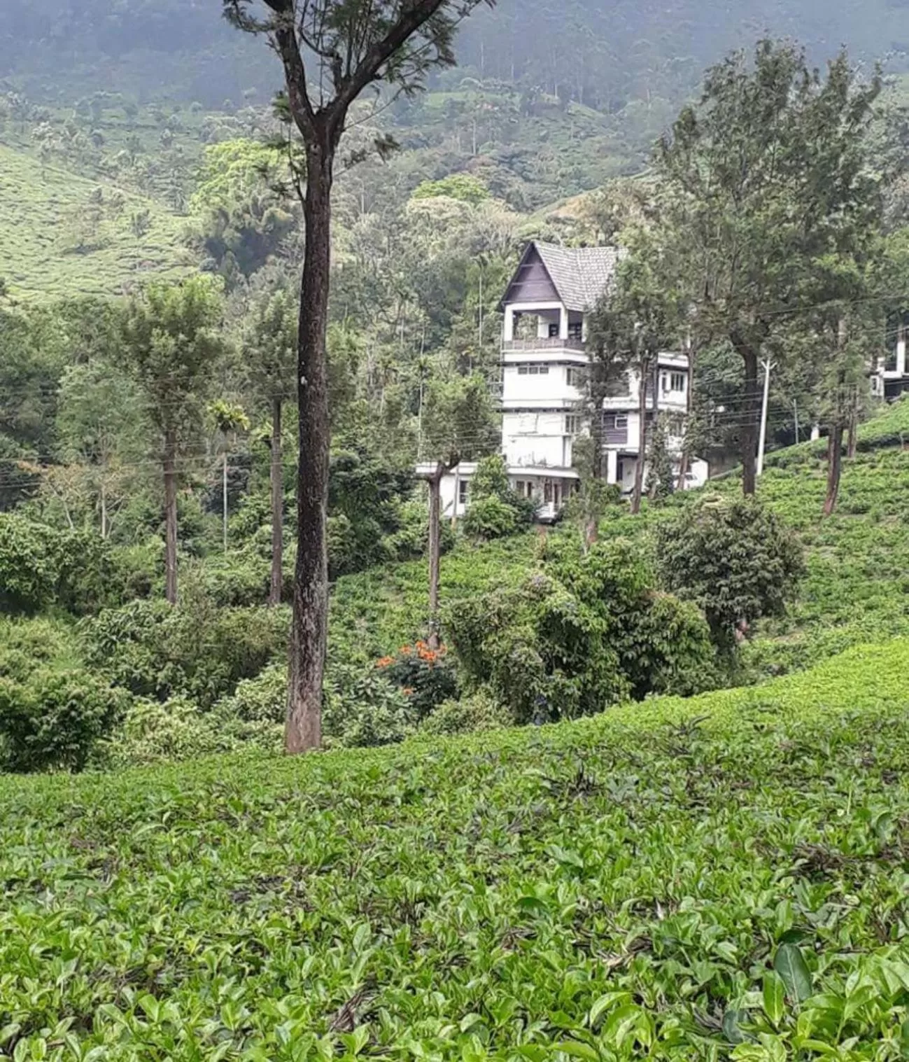 Property Building in Gruenberg Tea Plantation Haus