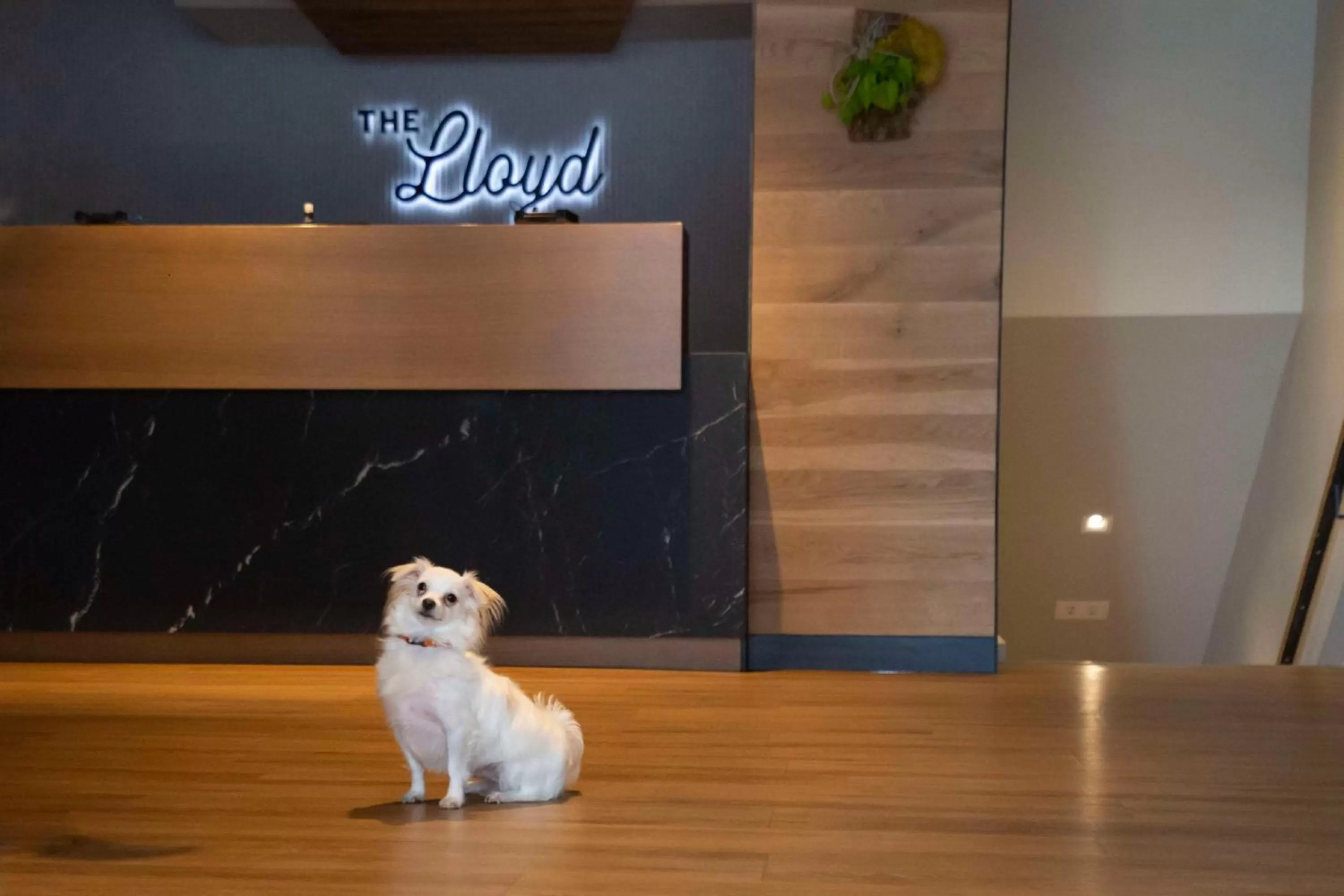 Lobby or reception in The Lloyd Stamford, Tapestry Collection by Hilton