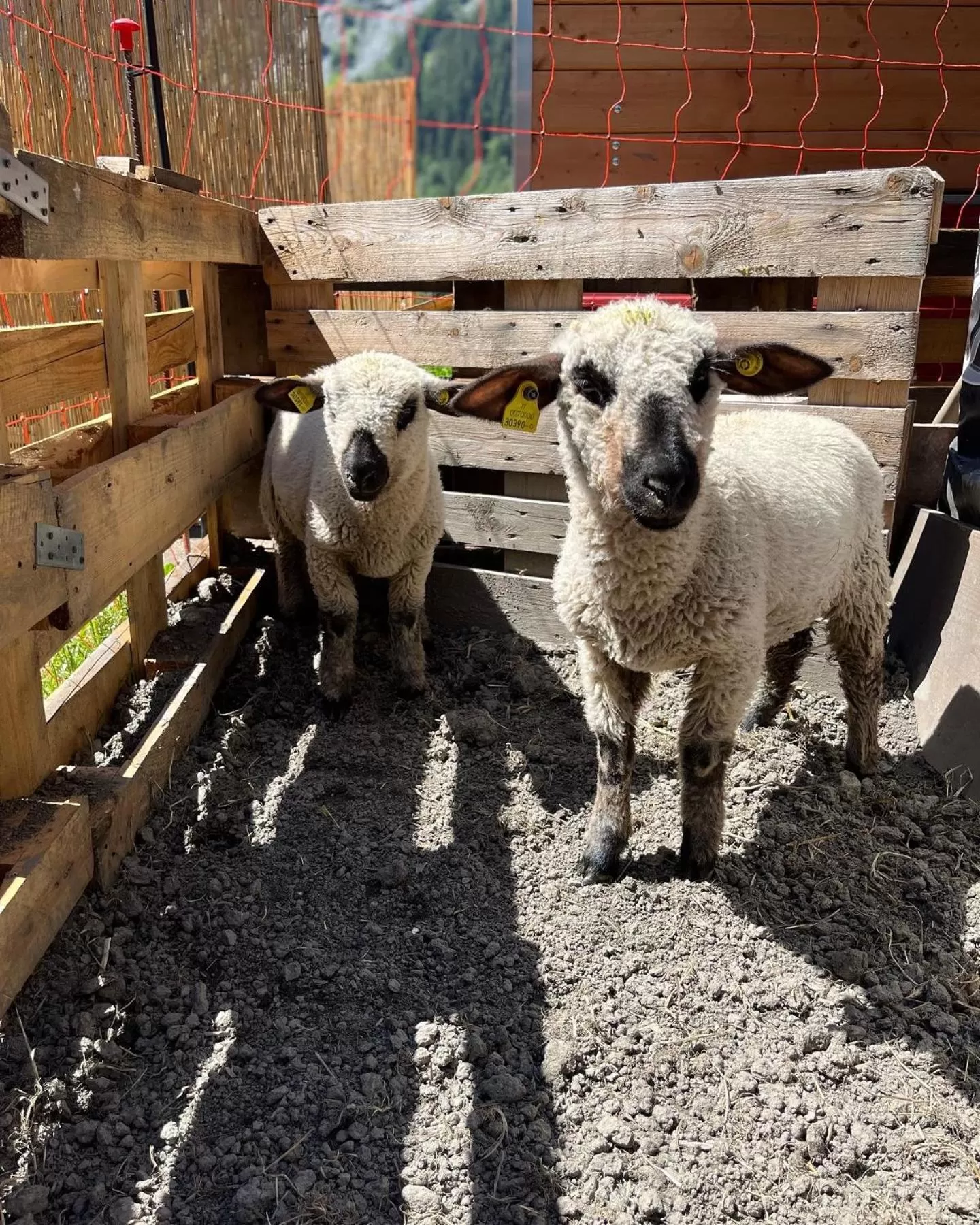 Animals in Hotel La Grange - Animal Chic Hotel