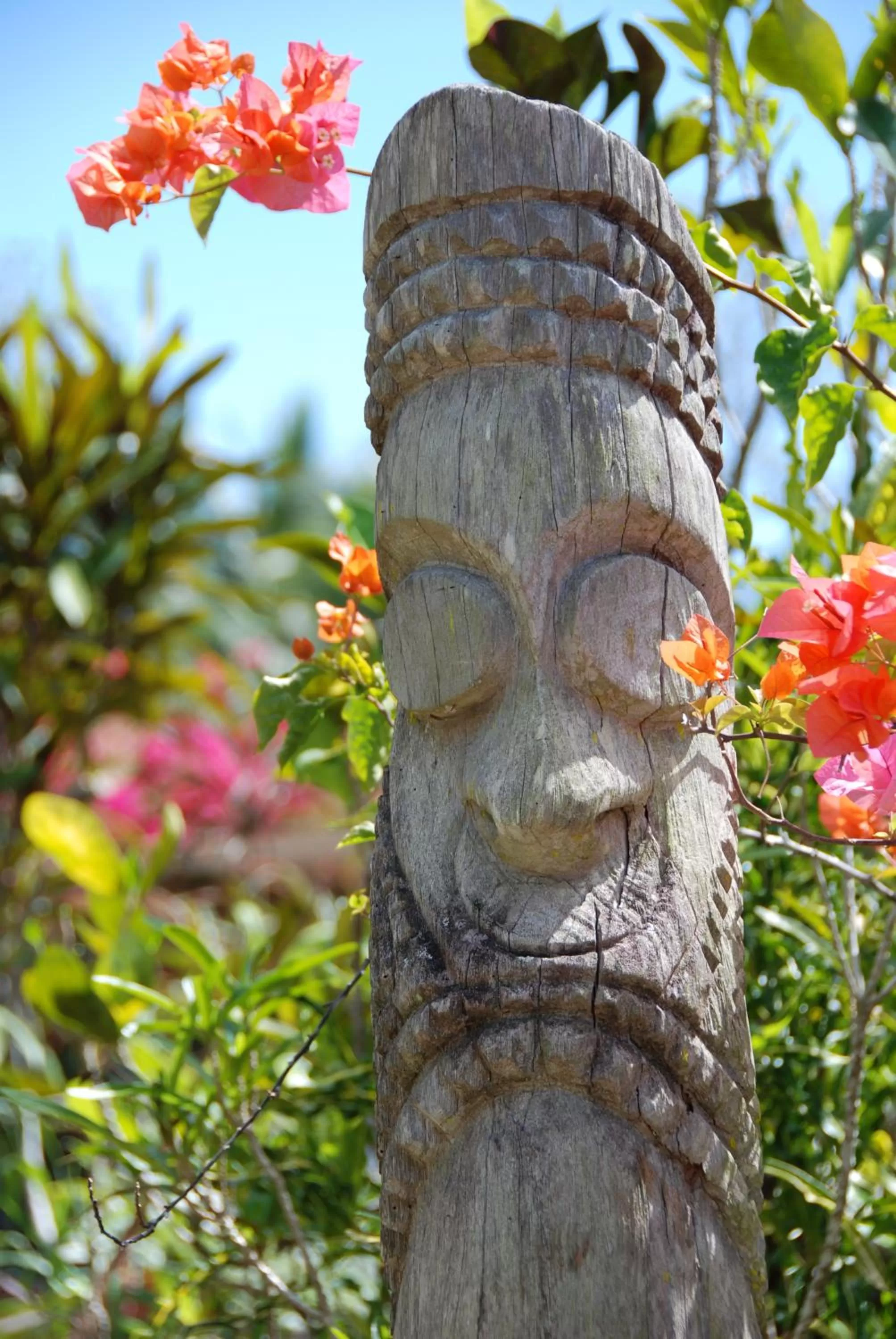 Garden in Hotel Santo Vanuatu