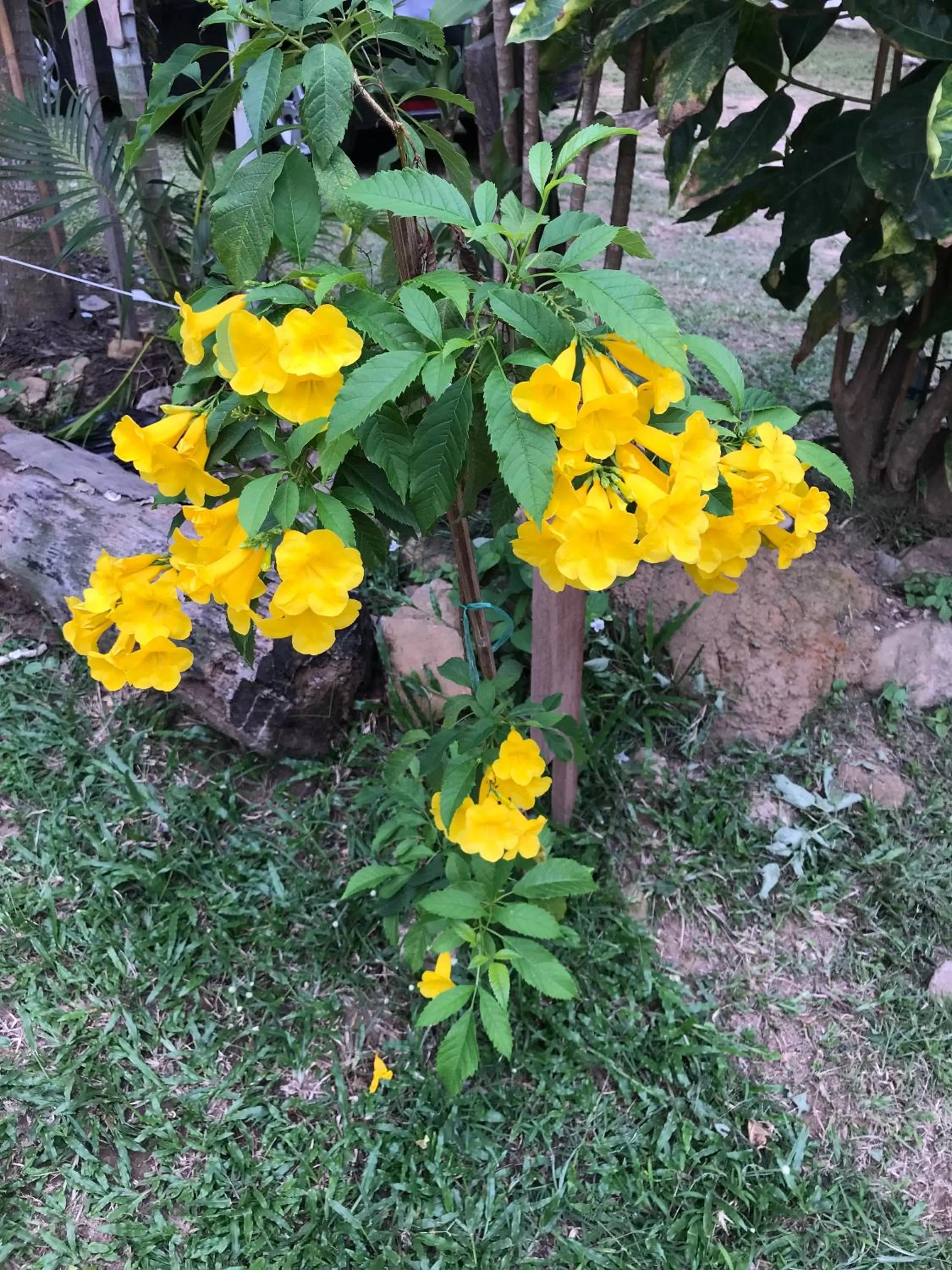 Garden in Blue Sky Resort