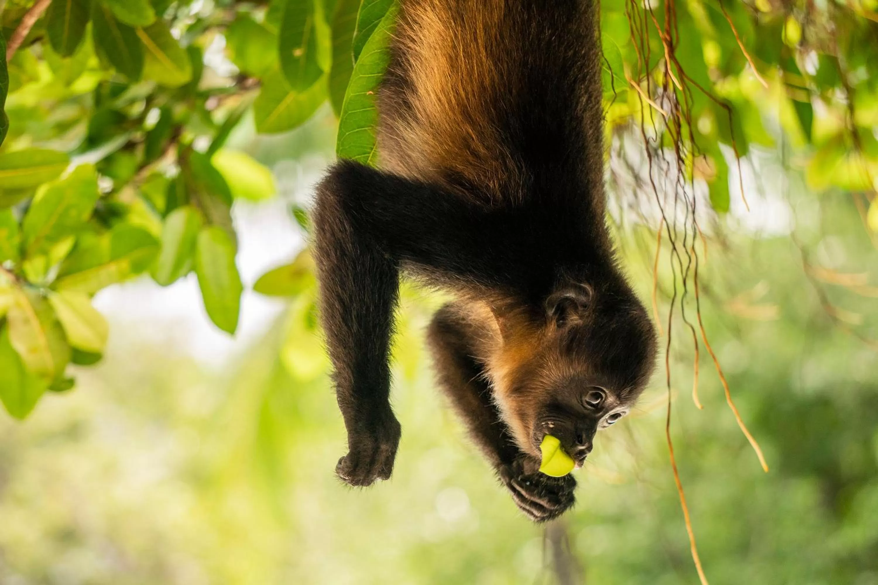 Animals in Capitán Suizo Beachfront Boutique Hotel