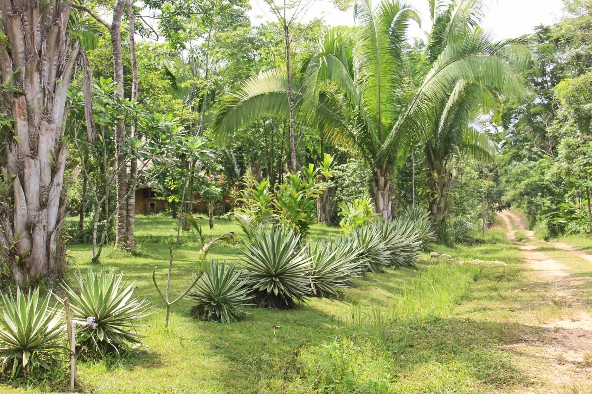 View (from property/room), Garden in Sun Creek Lodge