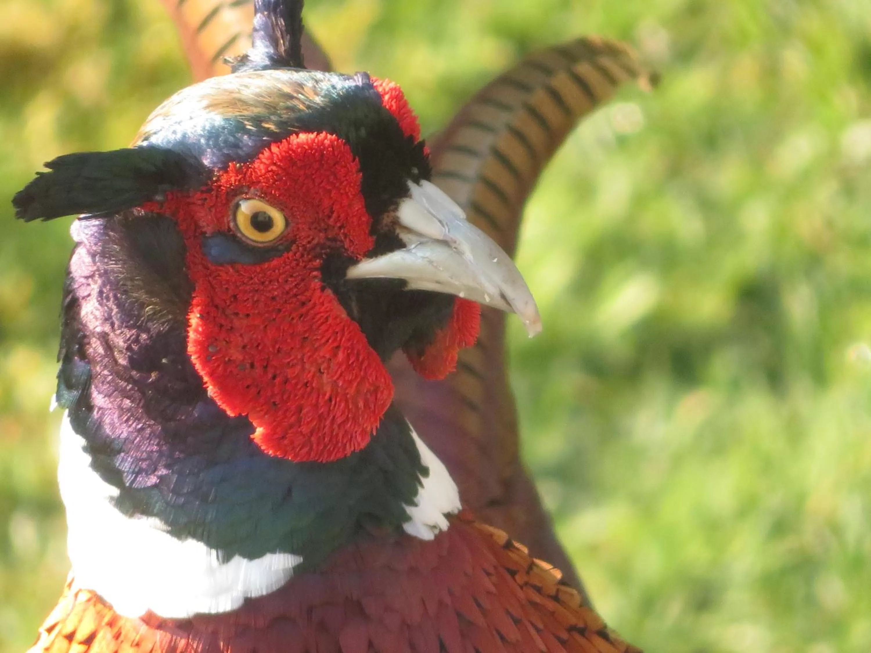 Other Animals in Slack Cottage