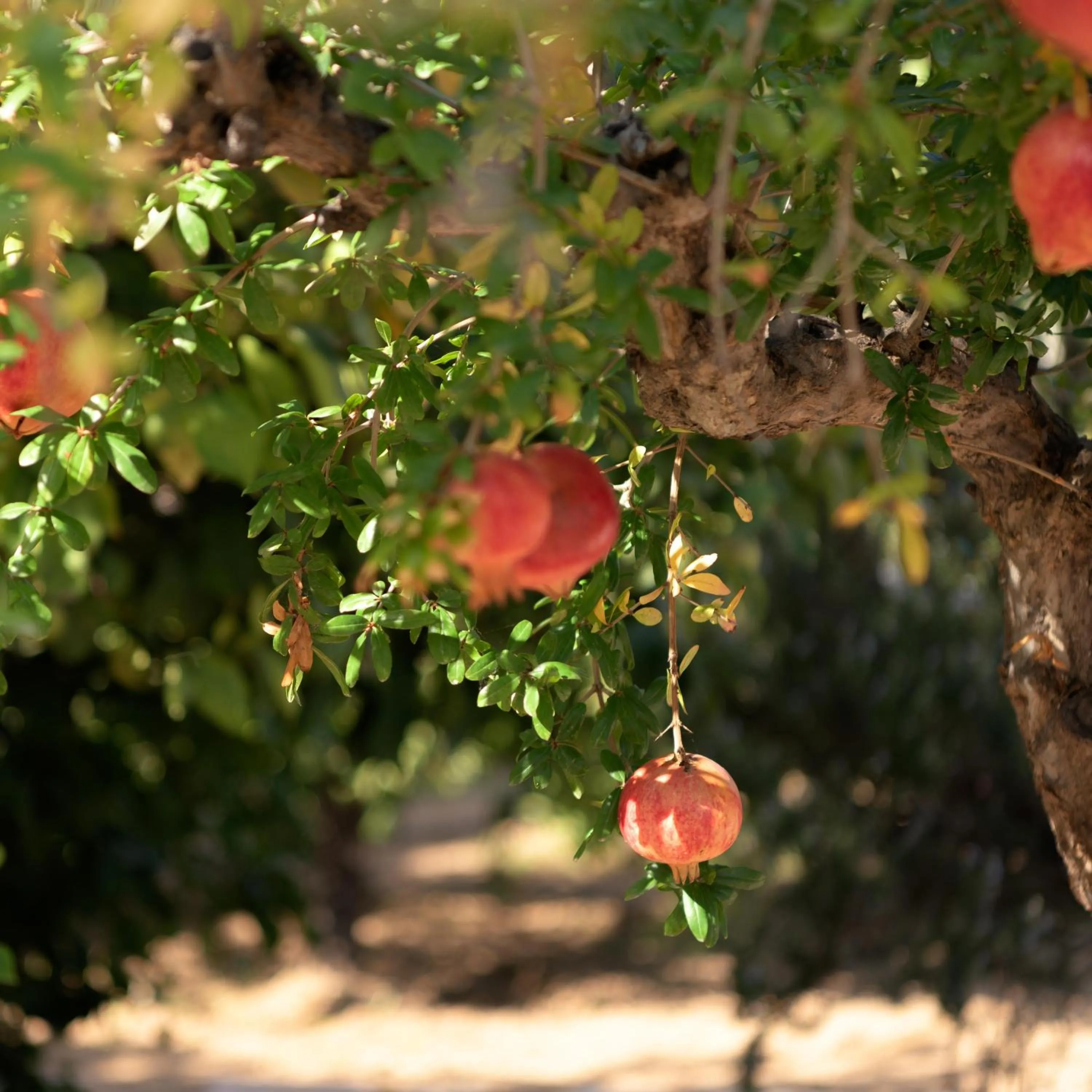 Natural landscape in Asterias Village
