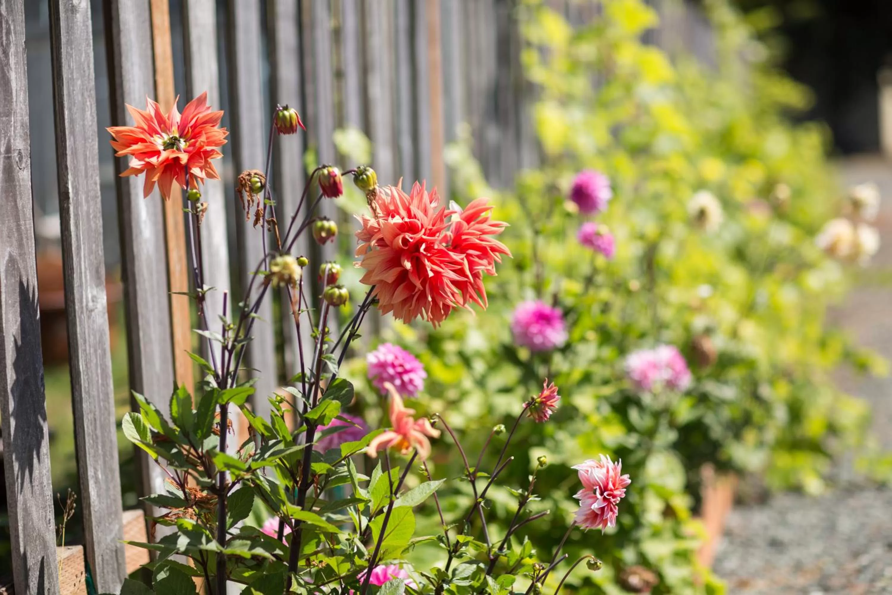 Garden in Sheltered Nook On Tillamook Bay