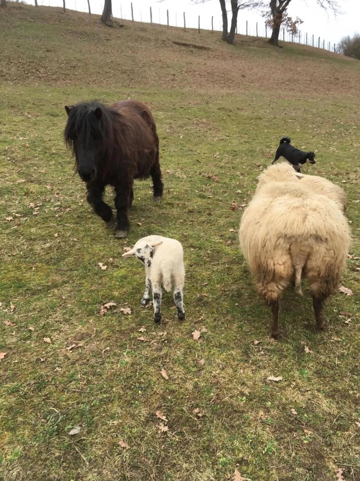 Day in Pensiunea SilvAnka