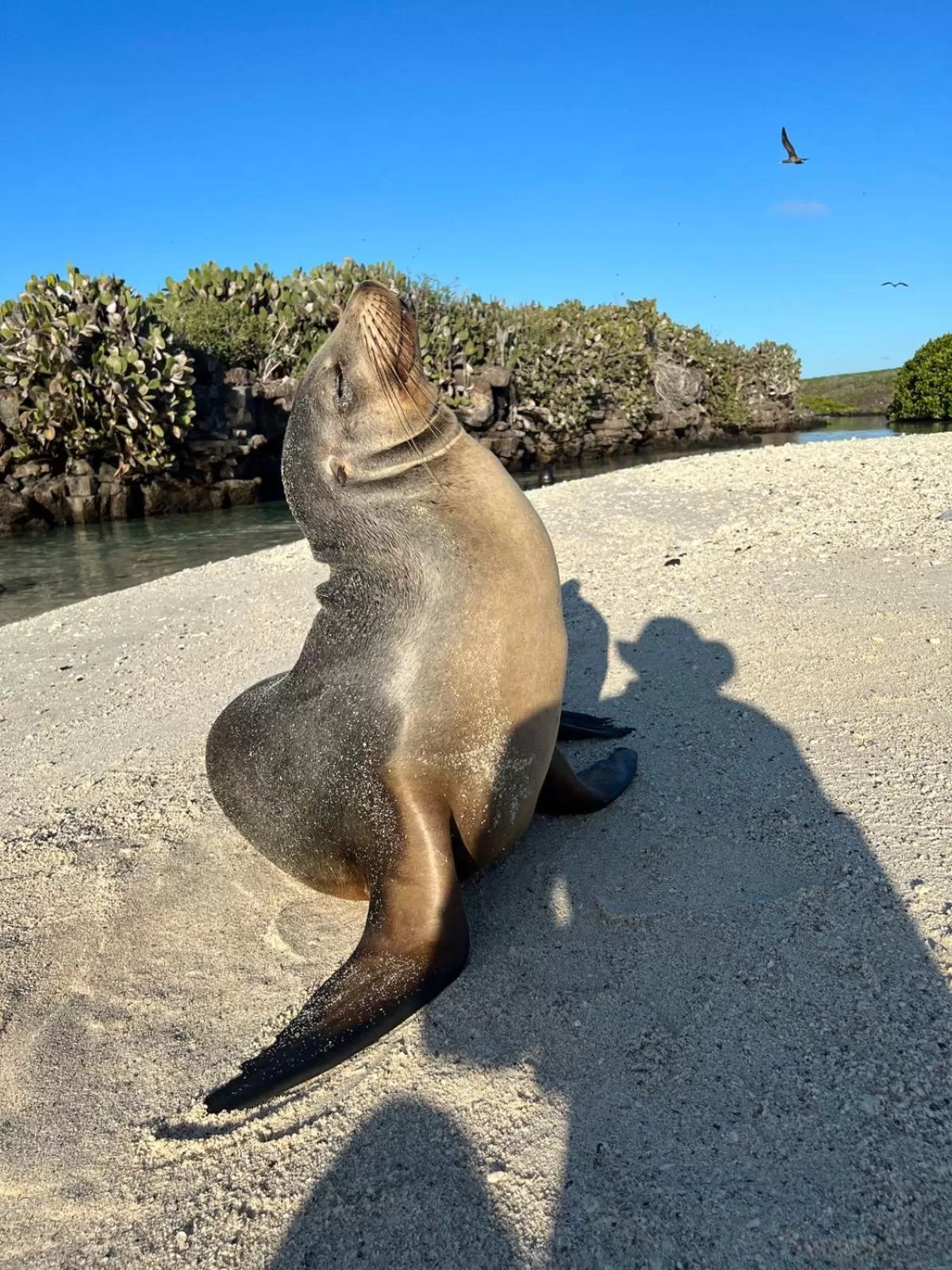 Other Animals in Hostal Casa Edén