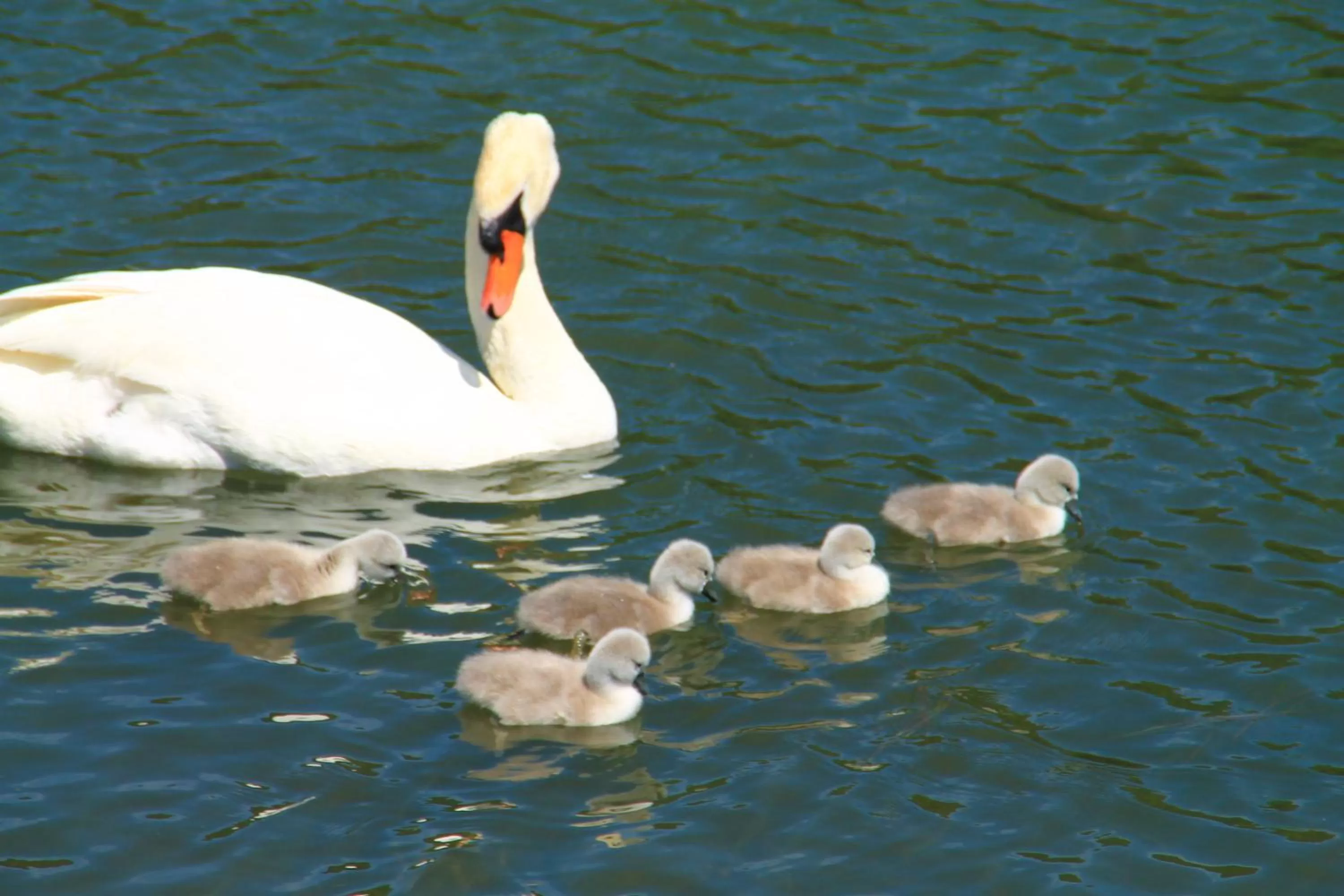 Animals in Moselhotel & Restaurant Zur Traube GmbH