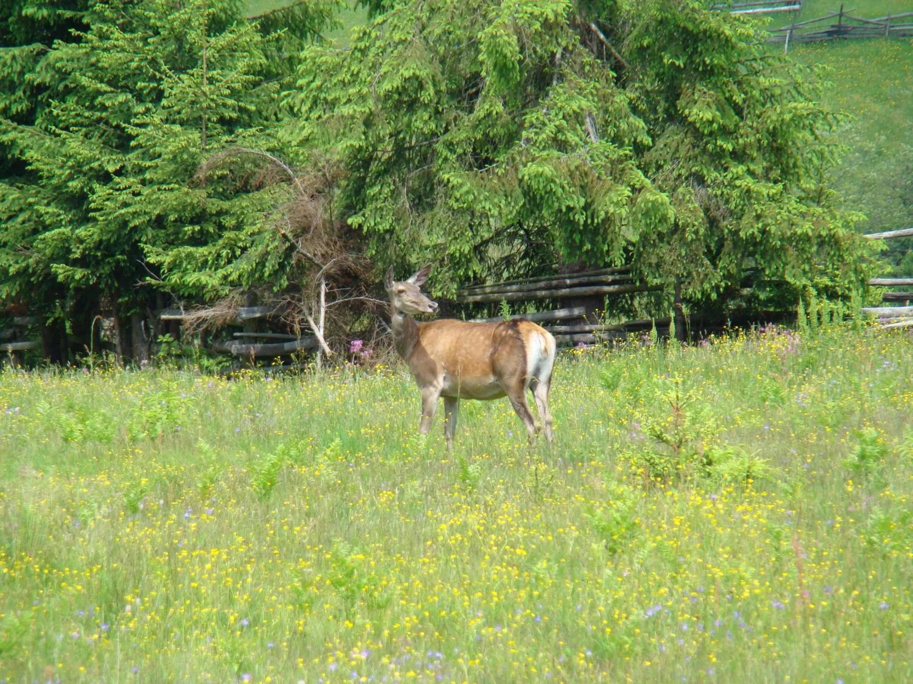 Area and facilities, Other Animals in Complex Turistic Le Baron