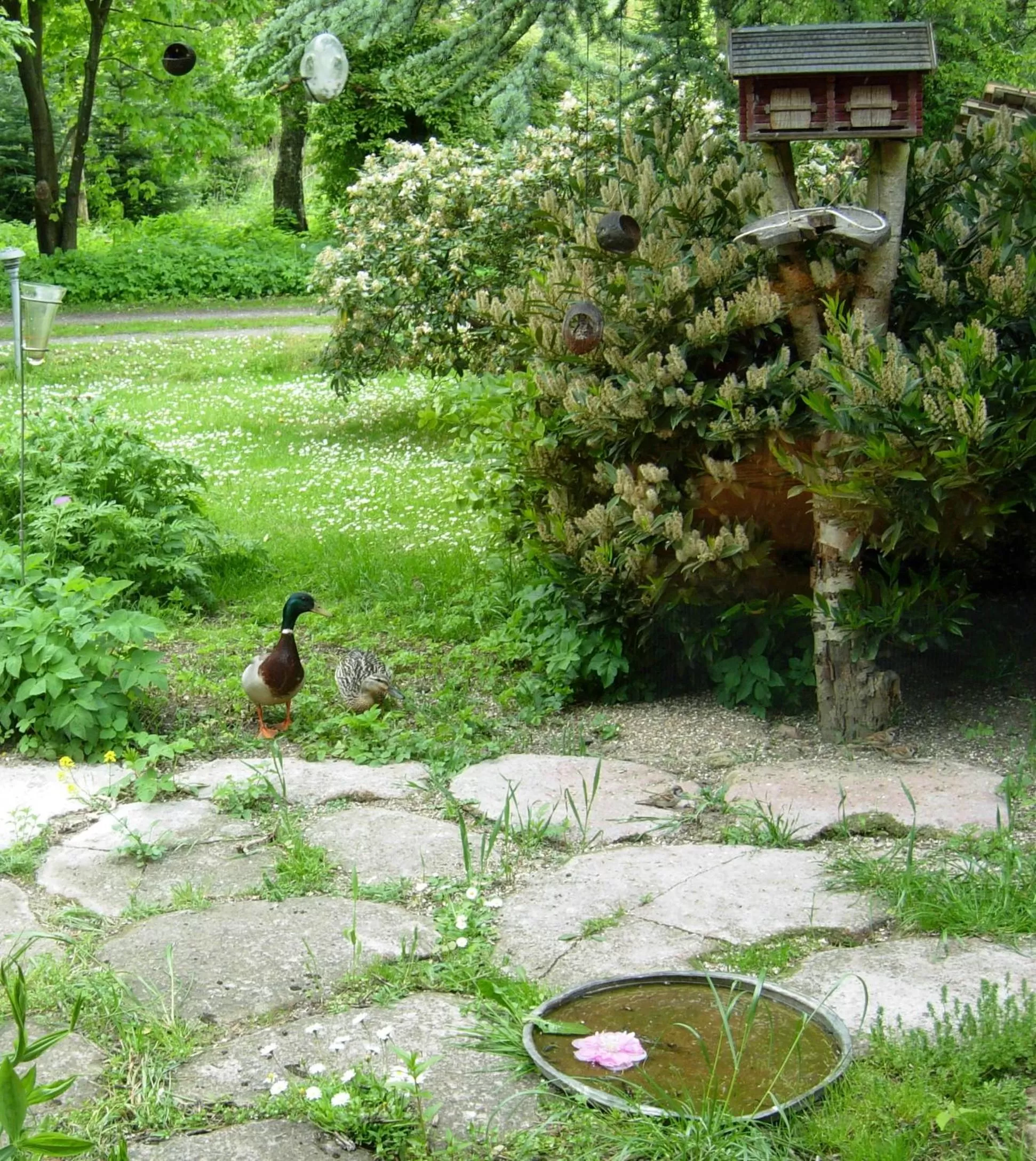 Garden, Other Animals in Heddahgaarden