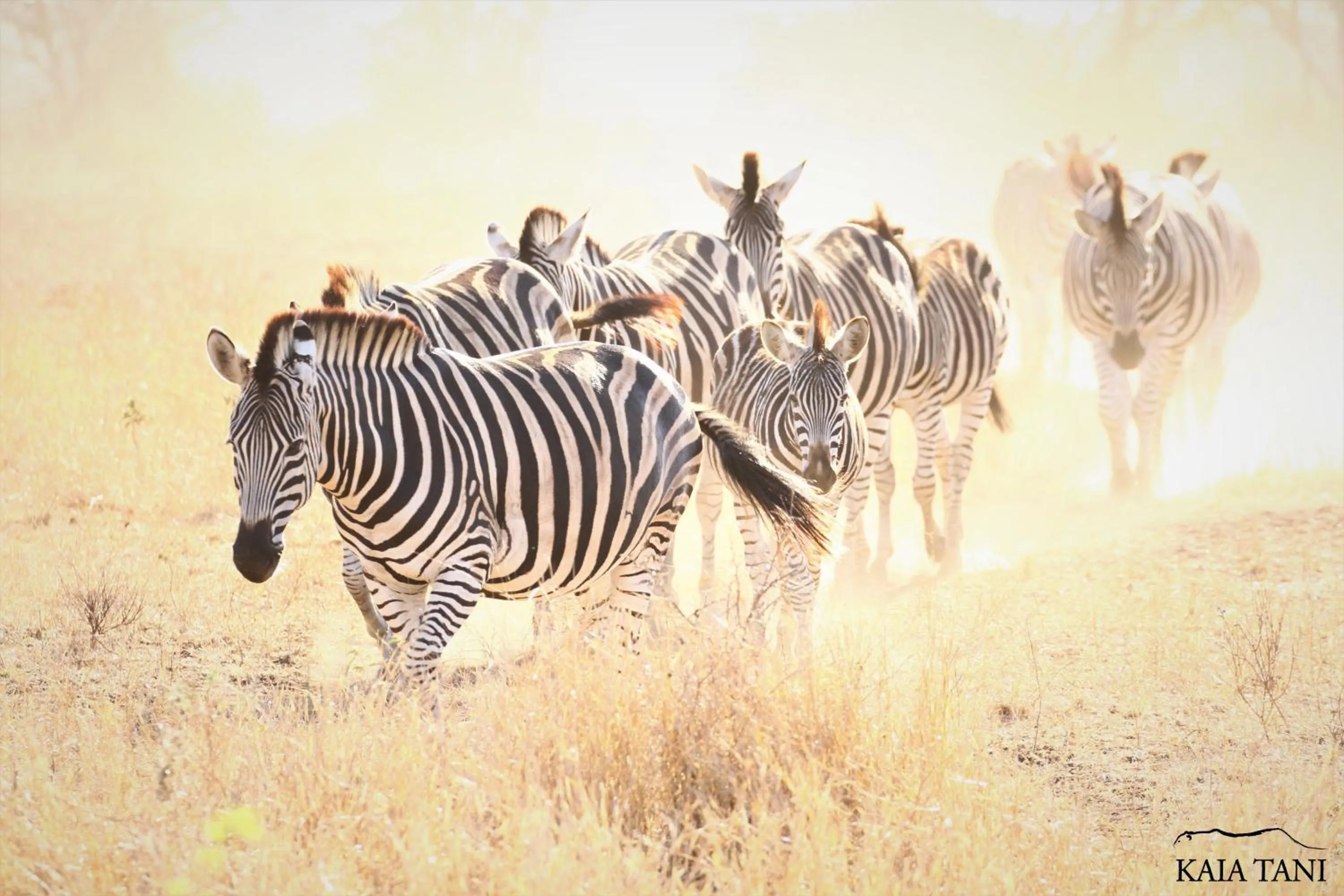 Animals in Kaia Tani Exclusive Guesthouse