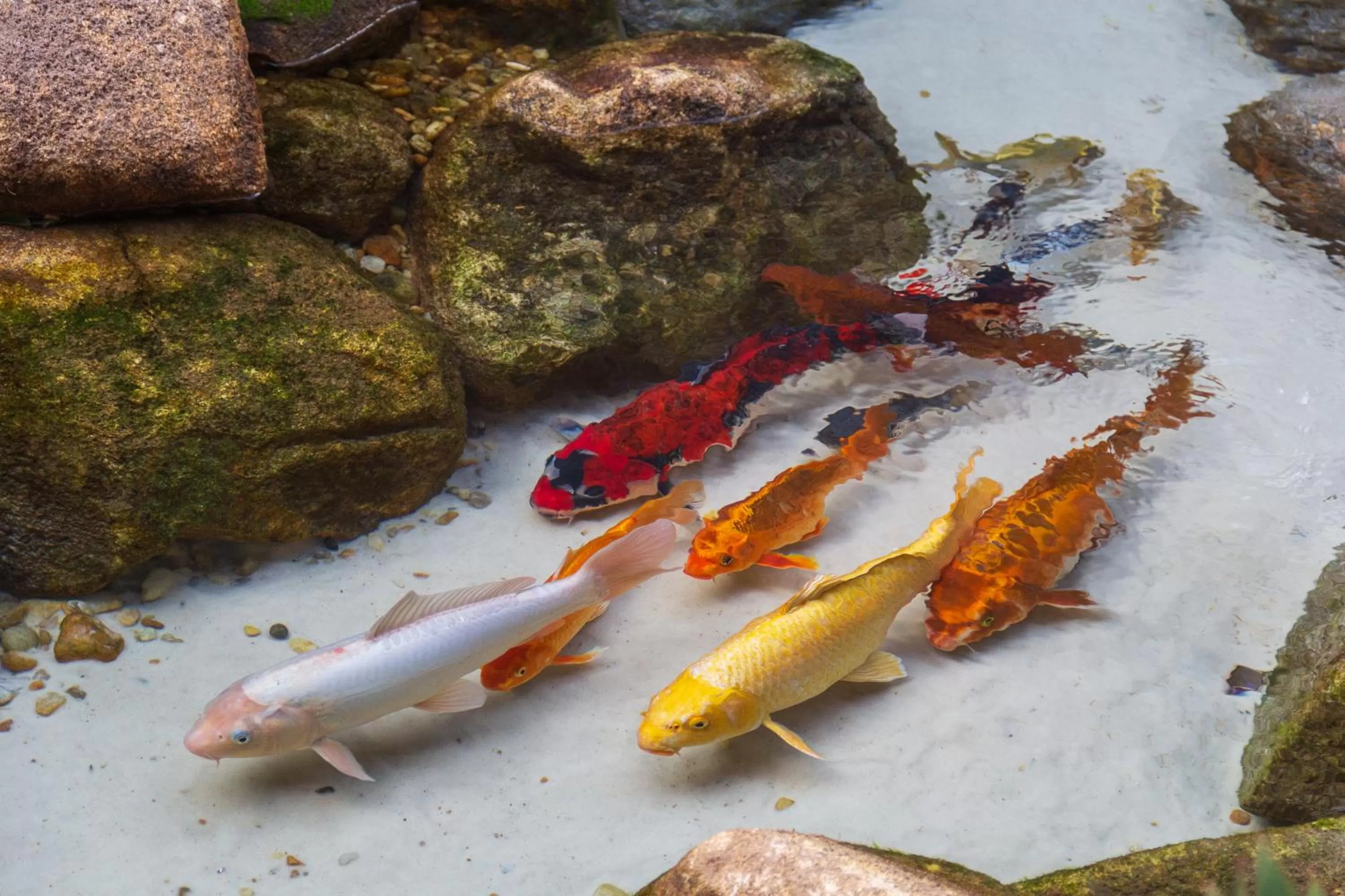 Other Animals in Pousada Aconchego