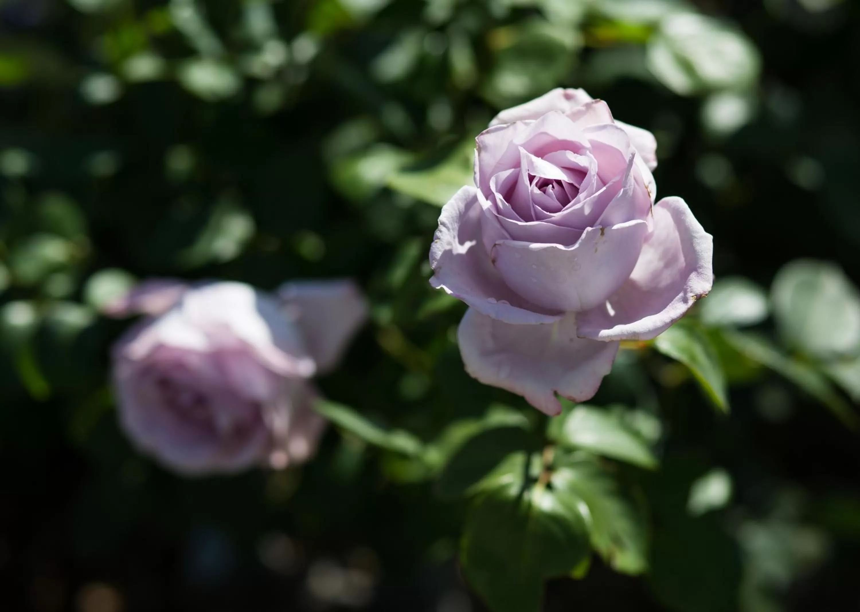 Garden in Willows Motel