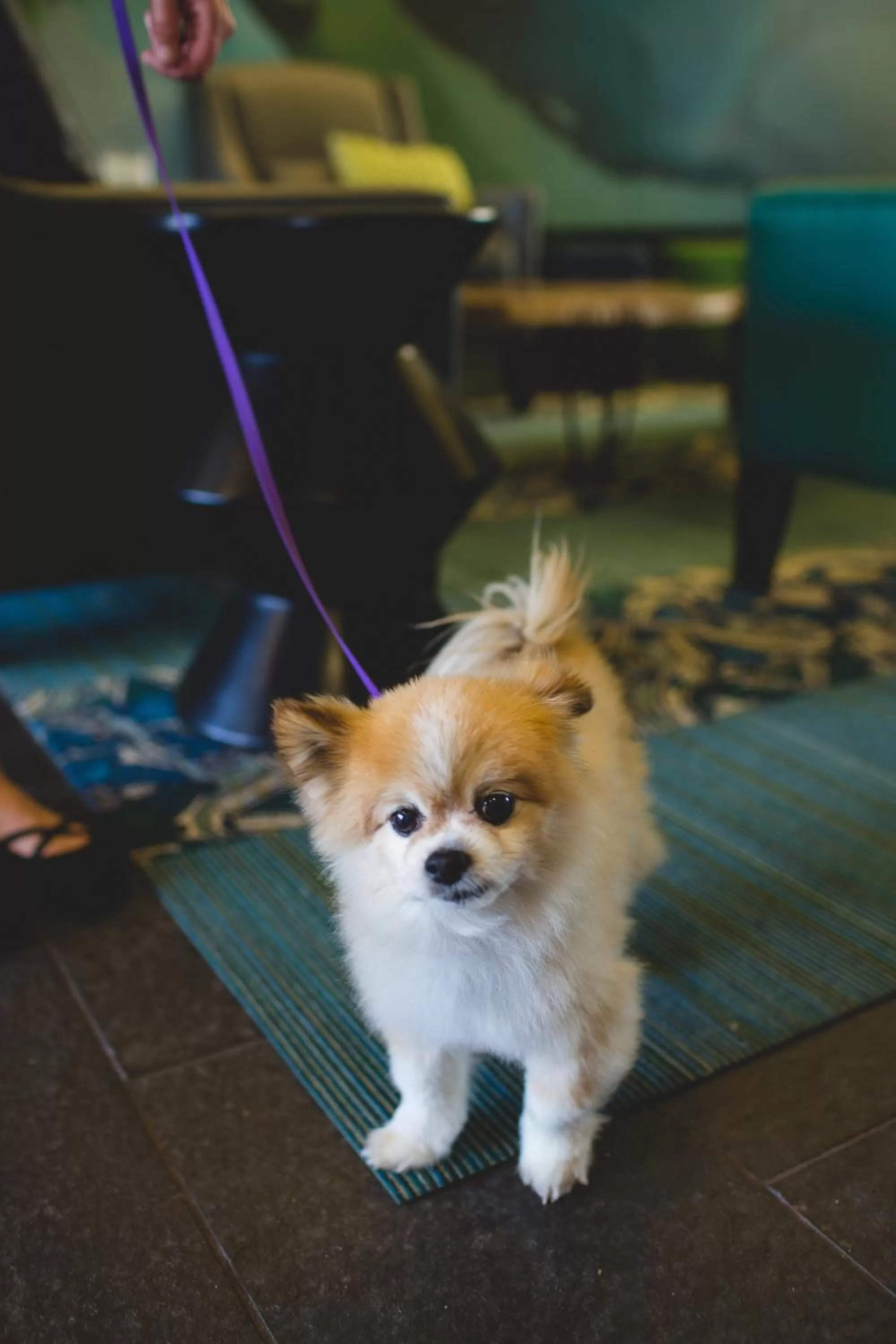 Pets in The Sidney Pier Hotel & Spa