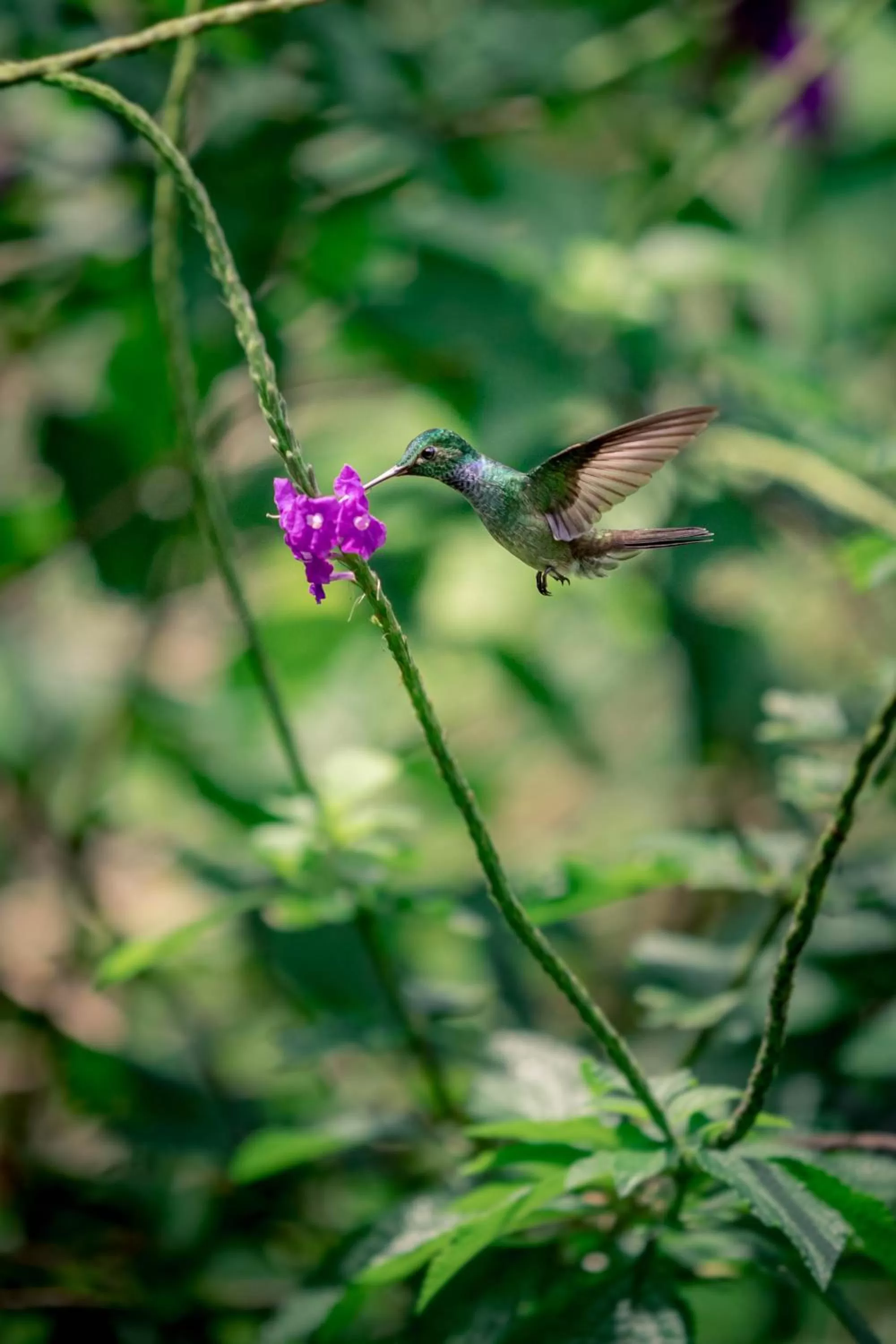 Animals in The Hummingbird