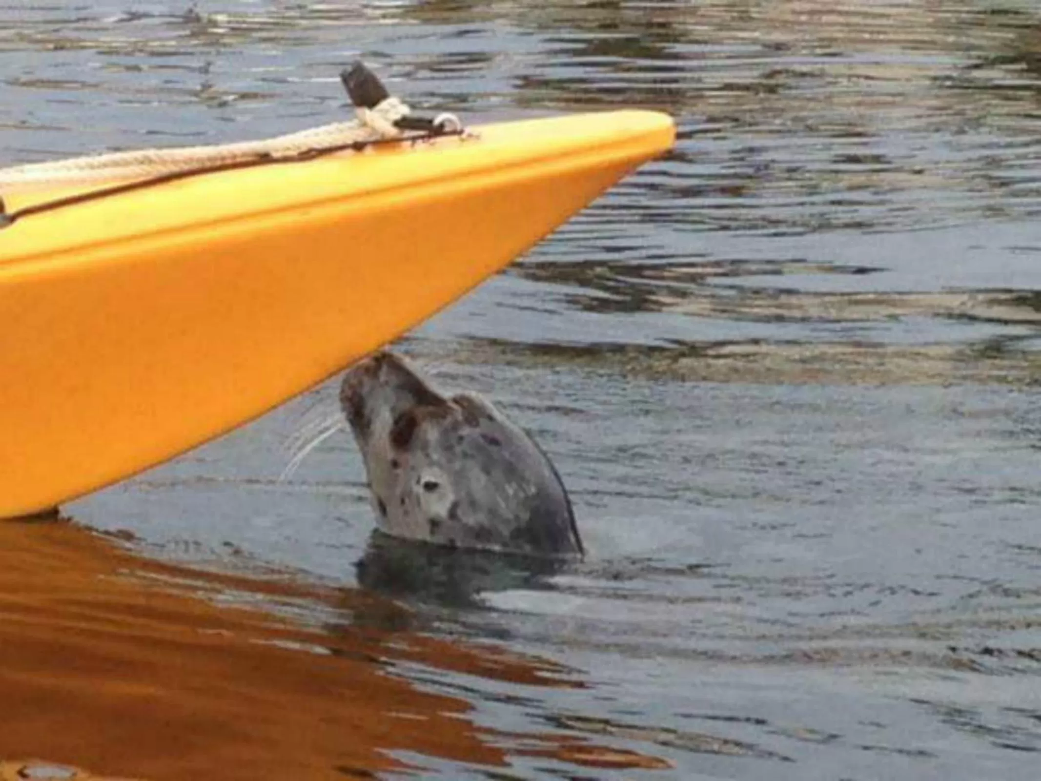 Activities in A Float Home B&B in Fisherman’s Wharf