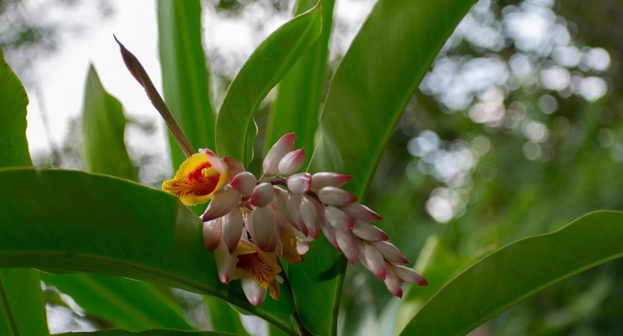 Garden in Hotel Kokoro Mineral Hot Springs