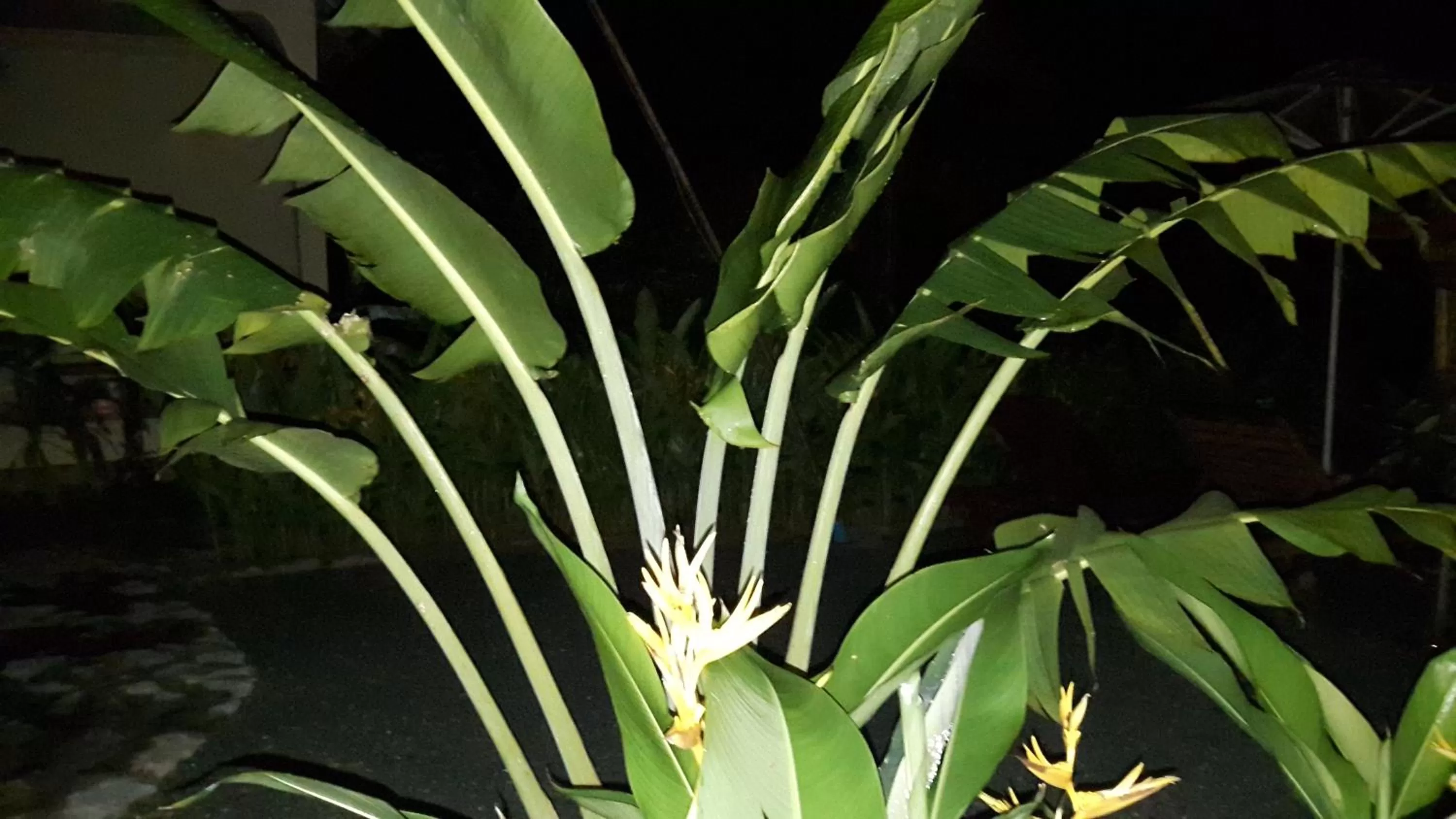 Garden in Bird of Paradise Bungalows