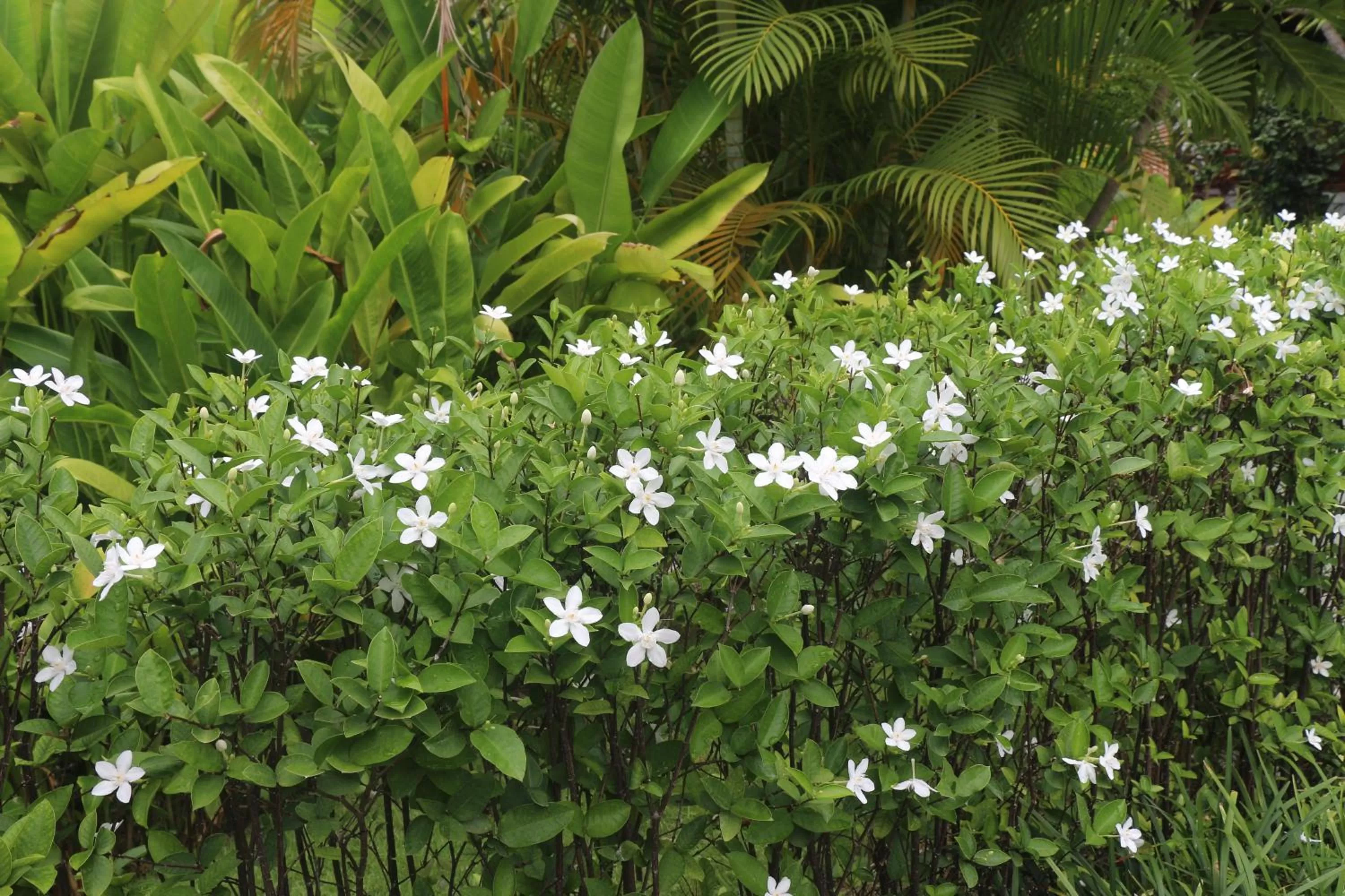 Garden in Try Palace Resort-Kep