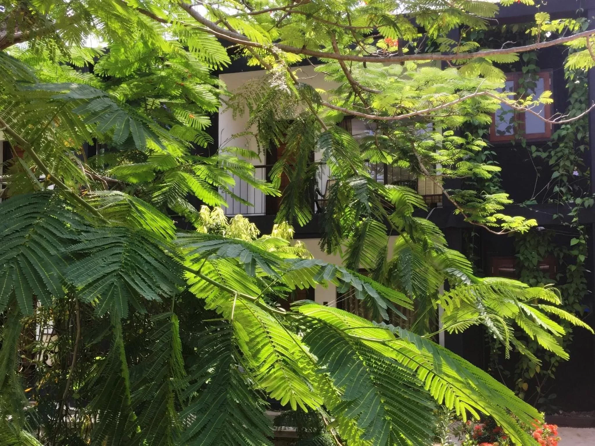 Facade/entrance, Garden in Dambulla Rock Arch