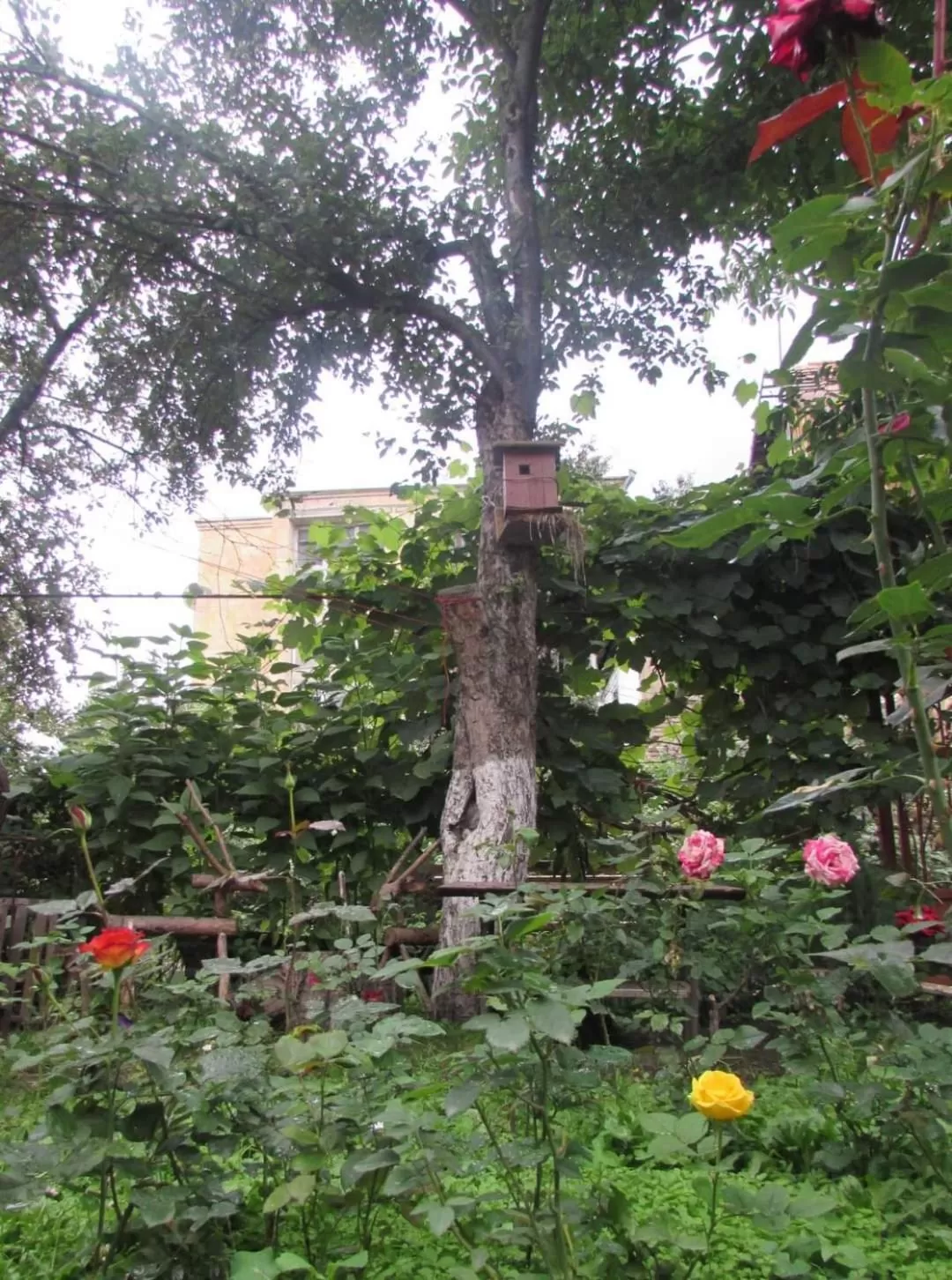 Garden in Ruzanna's Bed & Breakfast