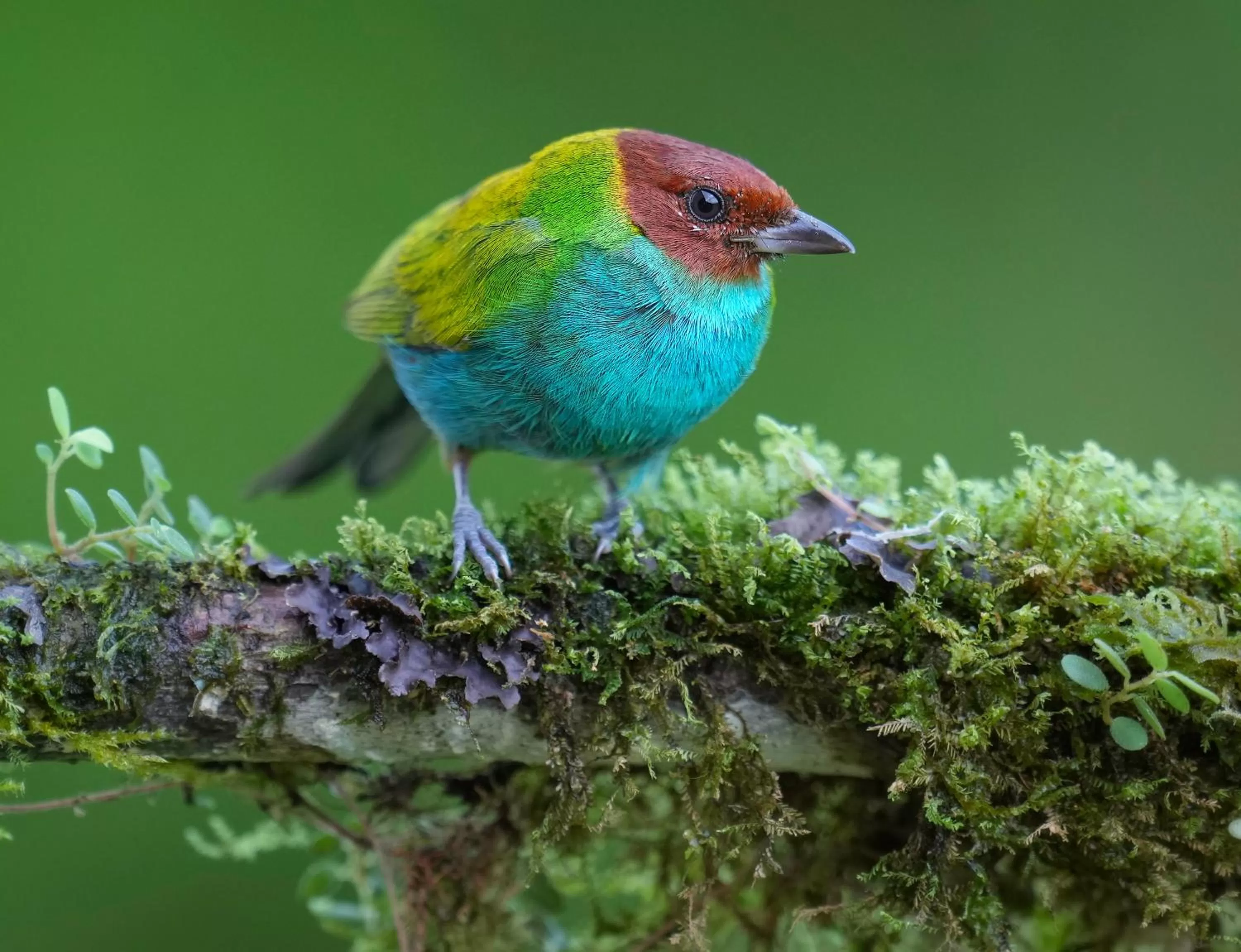 Animals, Other Animals in Arte de Plumas birding lodge