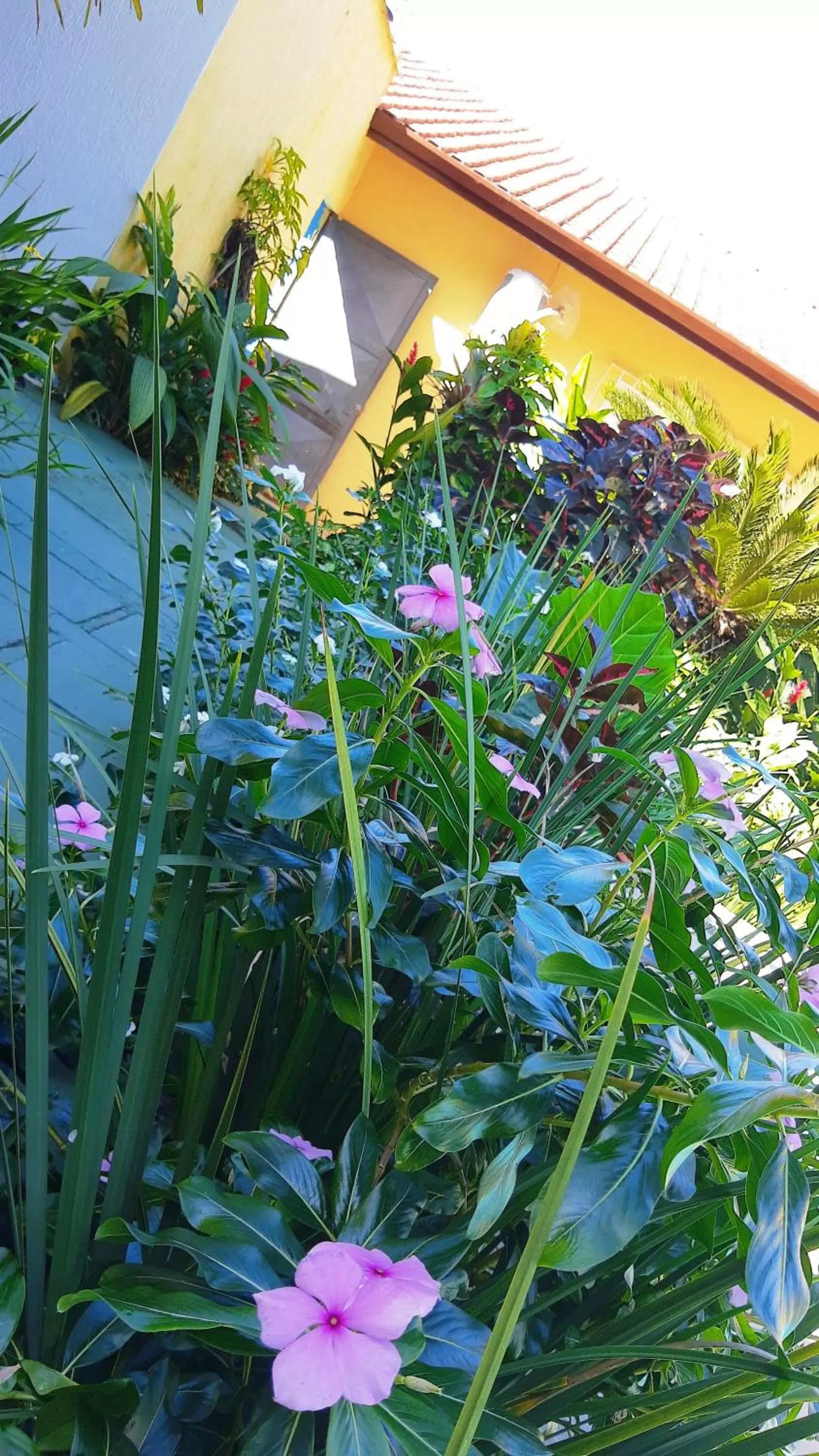 Garden view in Pousada Viva Ubatuba