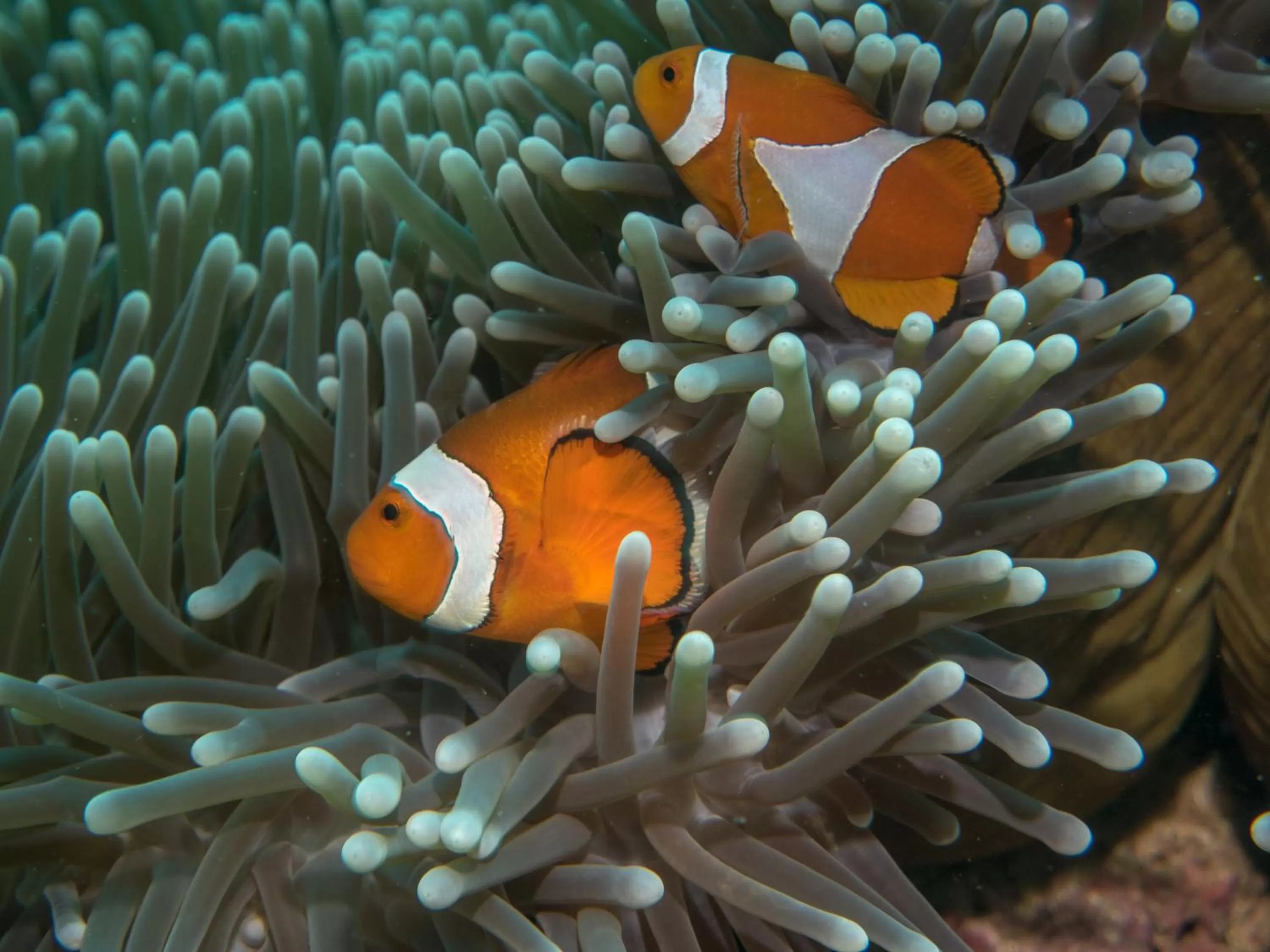 Nearby landmark, Other Animals in Club Hotel Eilat - All Suites Hotel