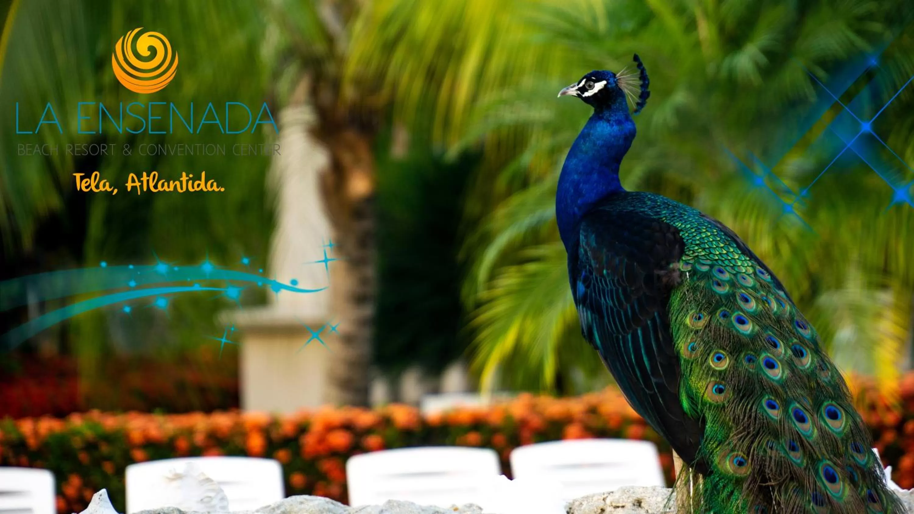 Property building, Other Animals in La Ensenada Beach Resort