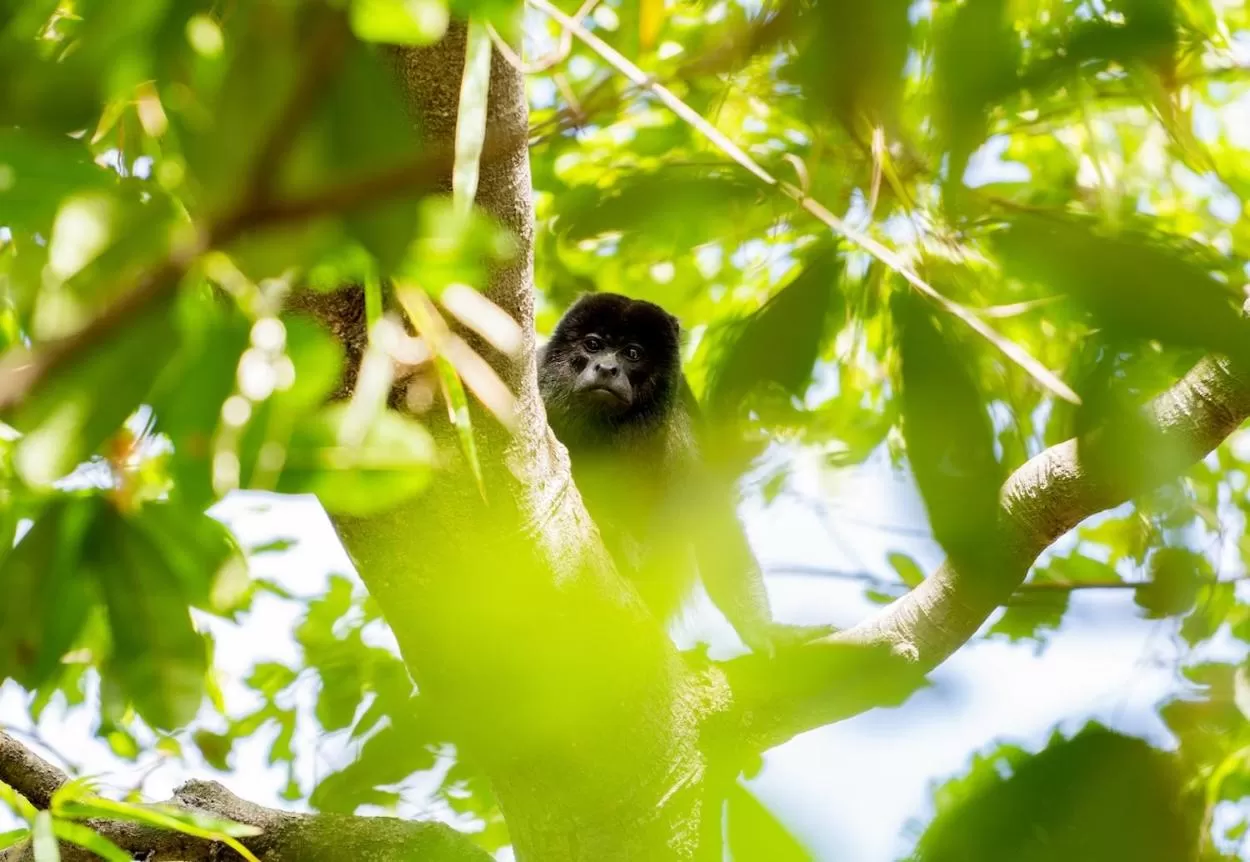 Other Animals in Antema Lodge Secteur Tamarindo, piscine, yoga, gym, jungle et paix