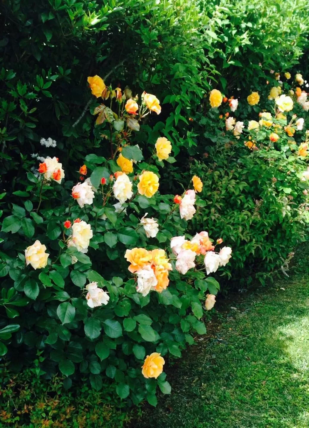 Joia Hotel & Luxury Apartments RTA