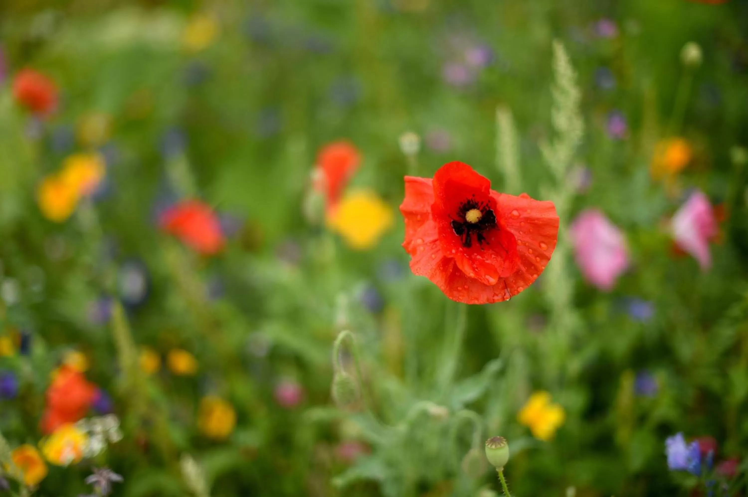 Garden in Kloster Frauenberg