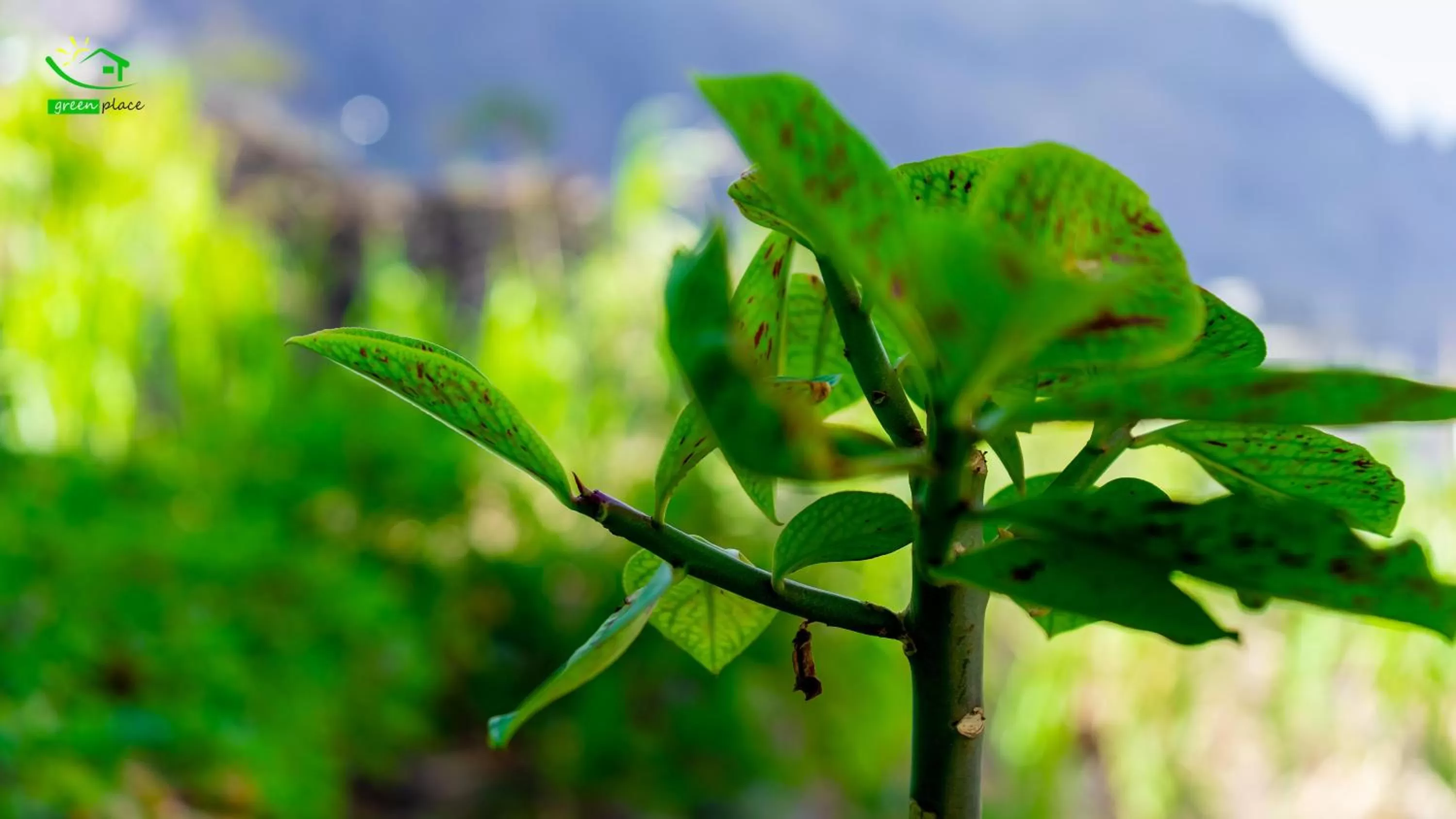 Other Animals in Pousada Green Place